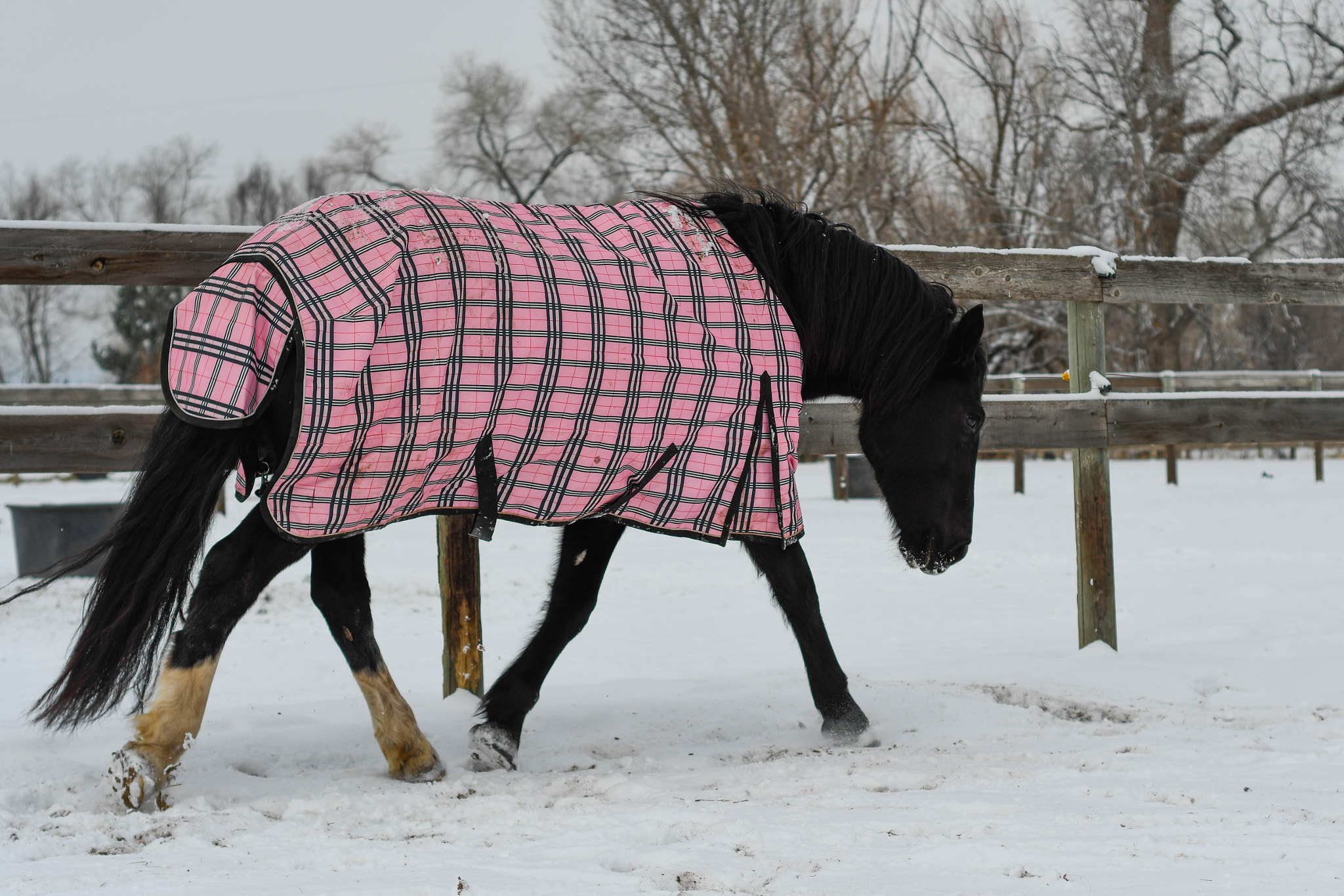 Nikon D500 + Nikon AF Nikkor 50mm F1.8D sample photo. Snow horses photography