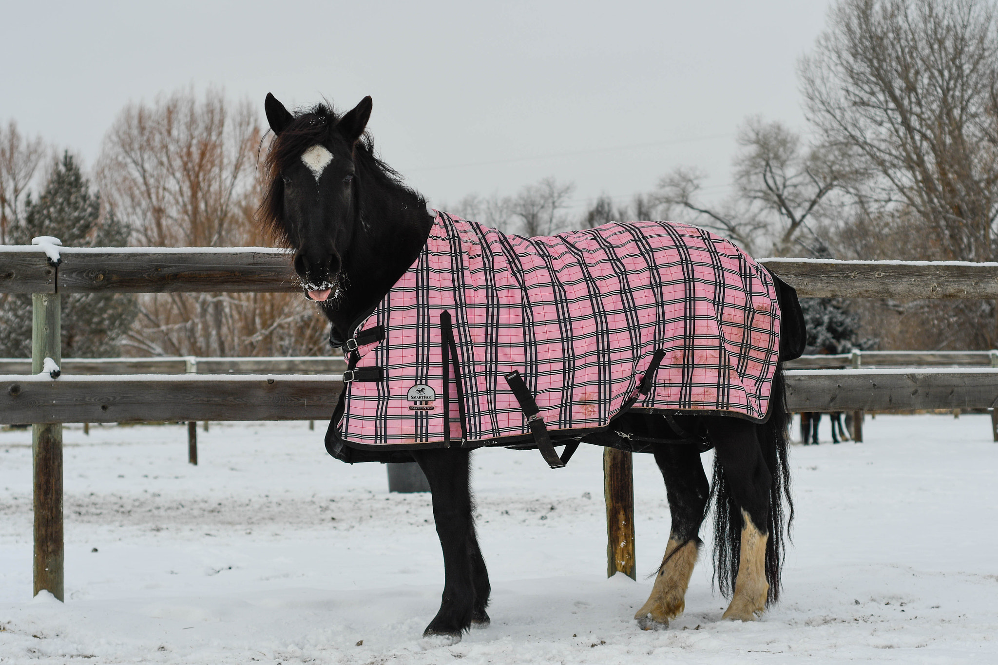 Nikon D500 + Nikon AF Nikkor 50mm F1.8D sample photo. Snow horses photography