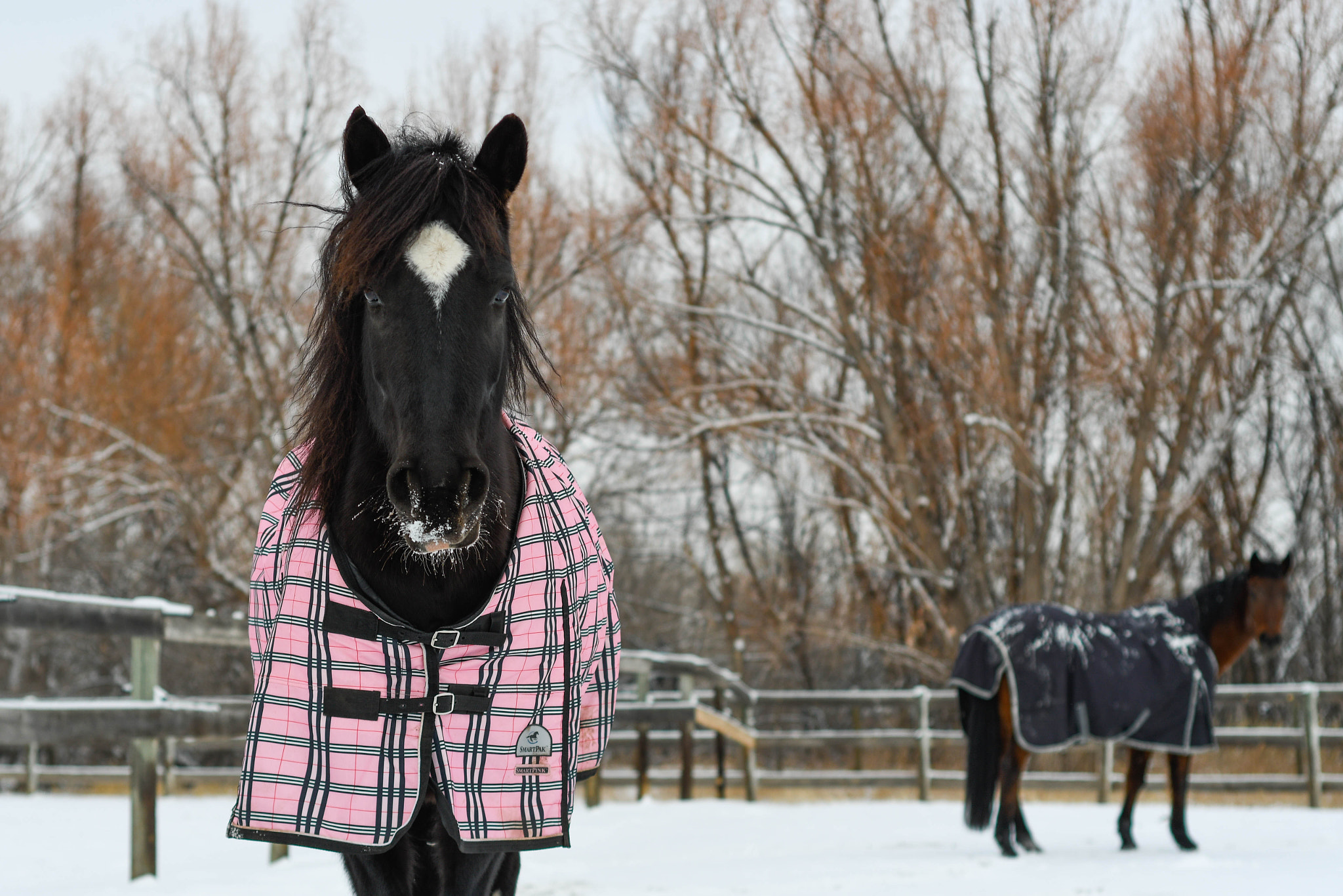 Nikon D500 + Nikon AF Nikkor 50mm F1.8D sample photo. Snow horses photography