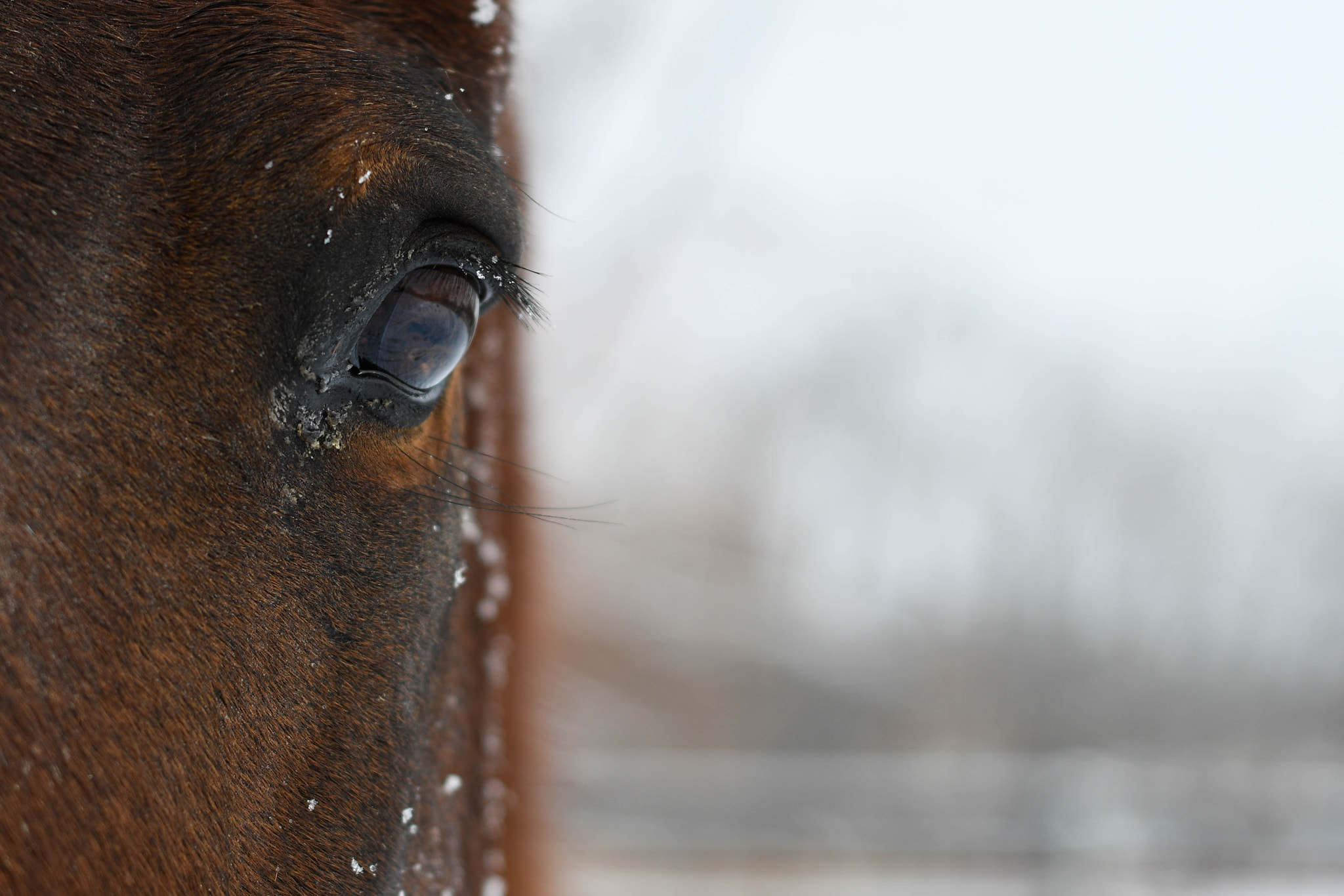 Nikon D500 + Nikon AF Nikkor 50mm F1.8D sample photo. Snow horses photography