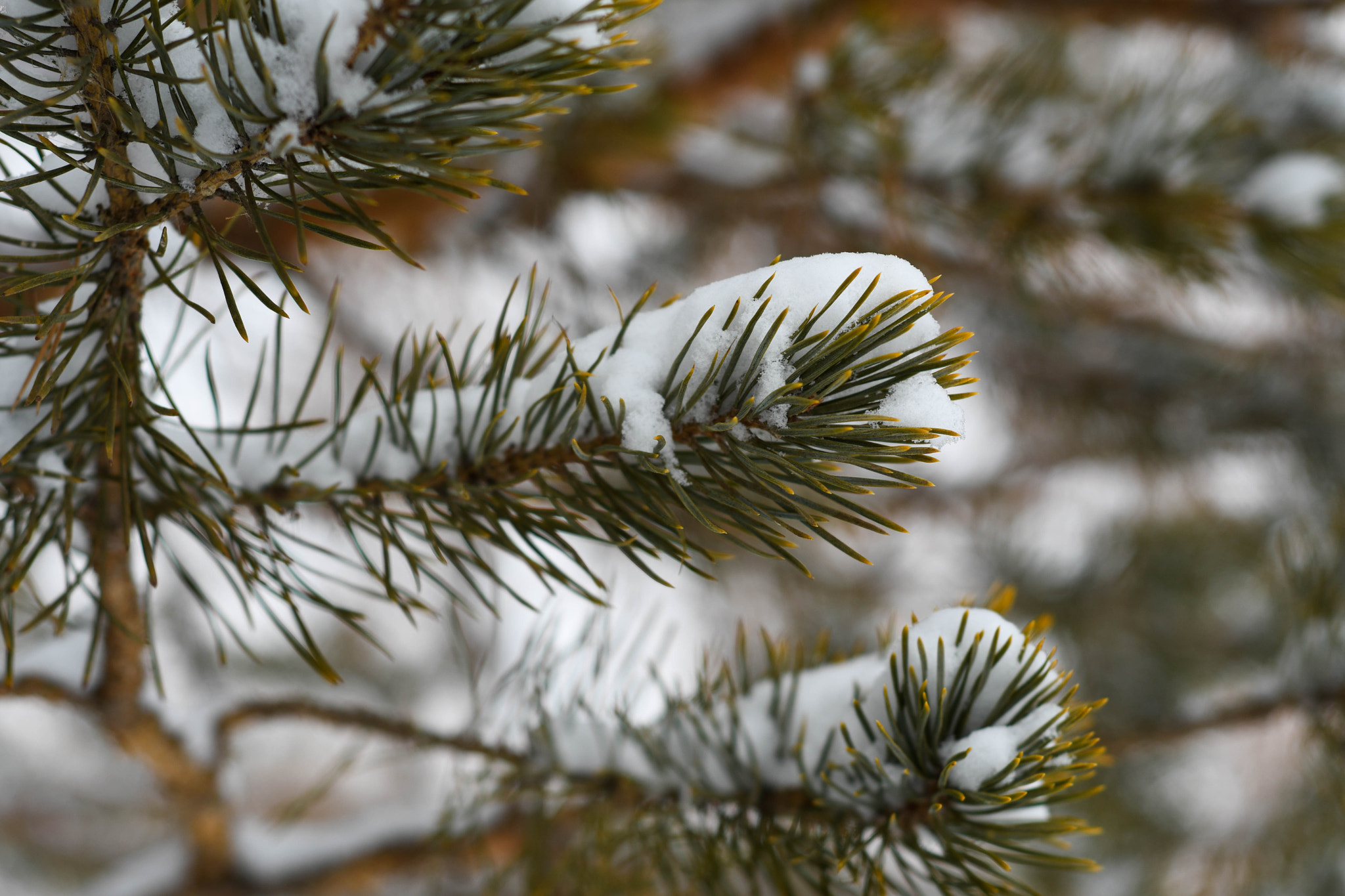 Nikon D500 + Nikon AF Nikkor 50mm F1.8D sample photo. Pine in snow photography