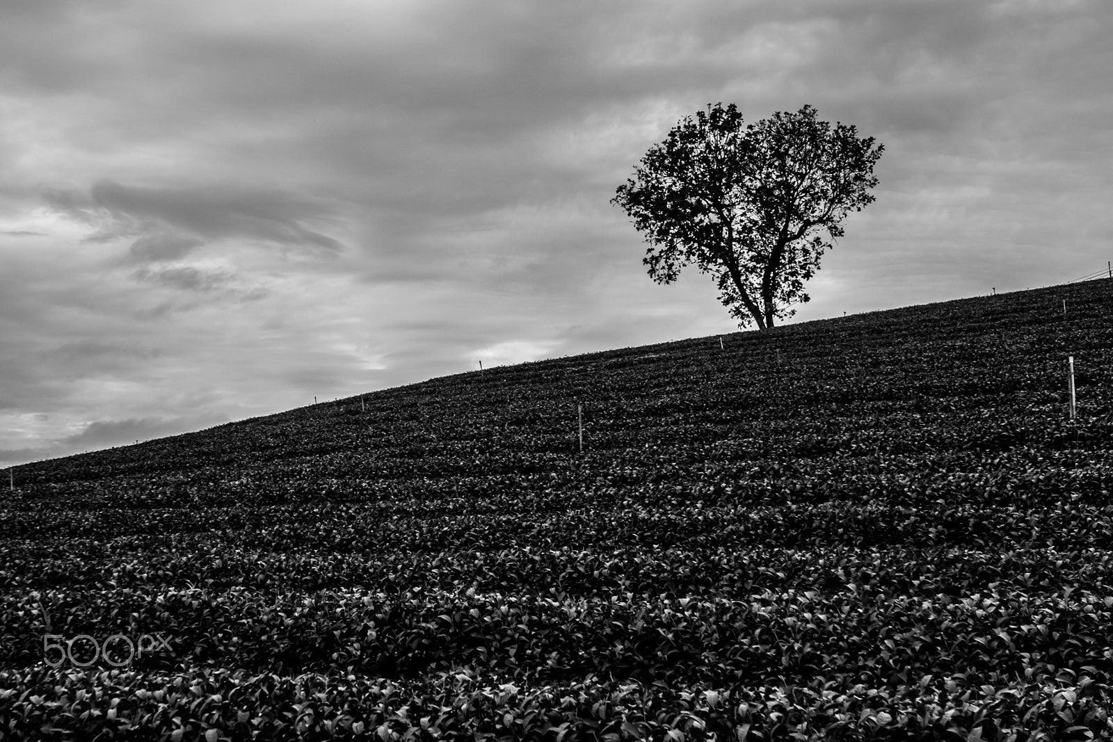 Nikon D5300 + Nikon AF-S DX Nikkor 10-24mm F3-5-4.5G ED sample photo. A lonely tree photography