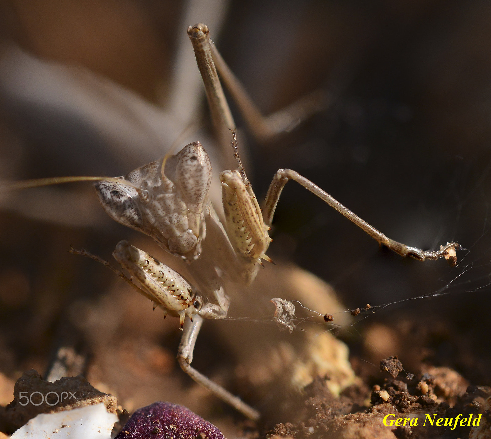 Sigma 150mm F2.8 EX DG OS Macro HSM sample photo. Prowling praying mantis (ameles heldreichi) photography