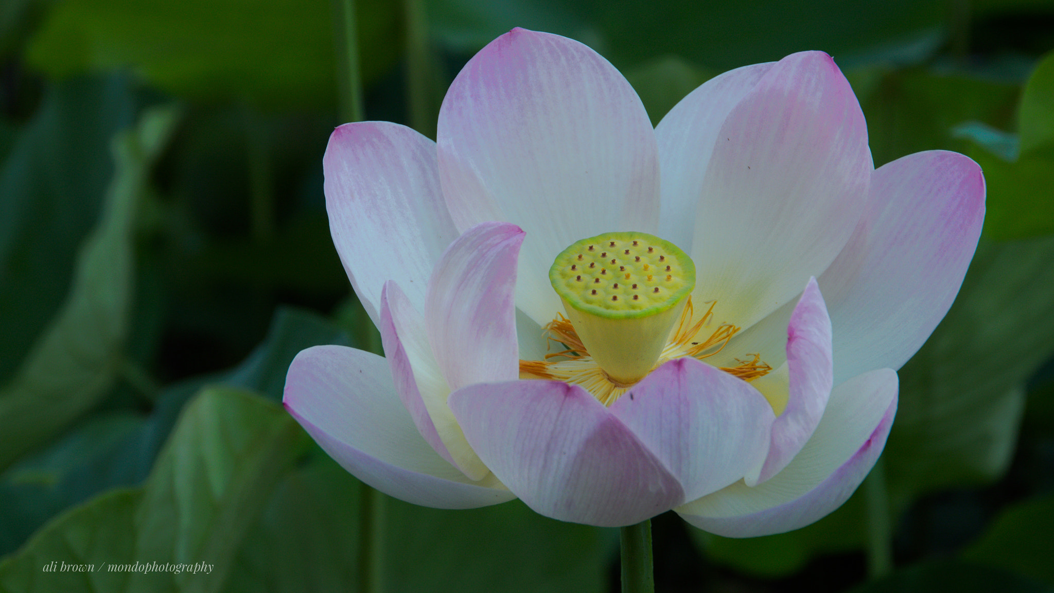 Olympus OM-D E-M5 sample photo. Open bloom photography