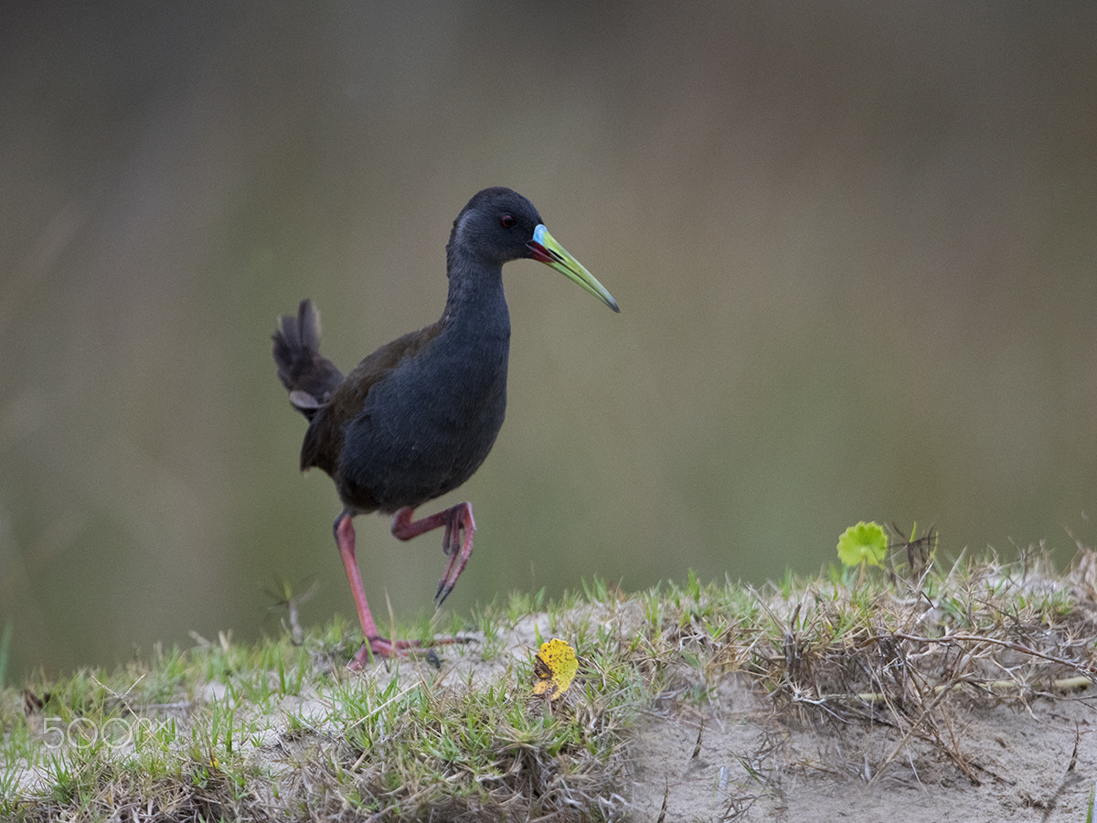 Nikon D810 + Nikon AF-S Nikkor 600mm F4G ED VR sample photo. Pardirallus sanguinolentus photography