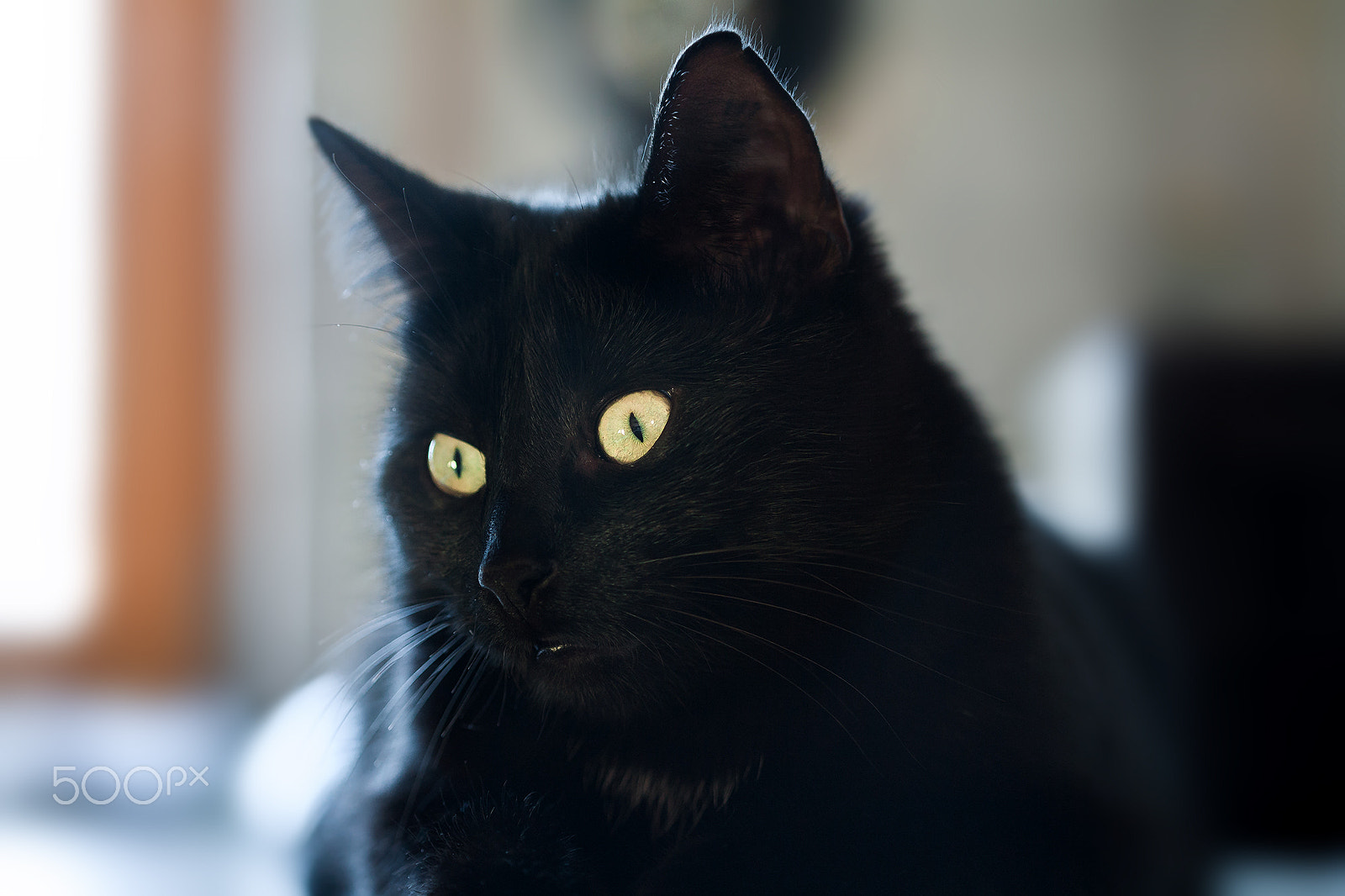 Canon EF 100mm F2.8 Macro USM sample photo. Fips portrait photography