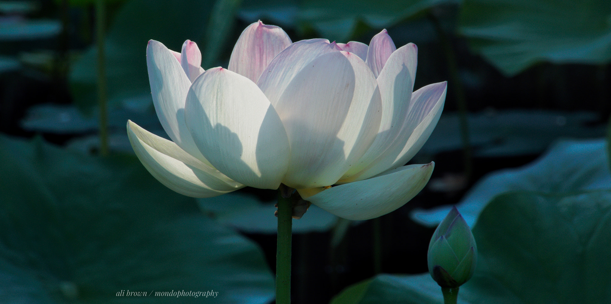 Olympus OM-D E-M5 sample photo. Lily magic photography