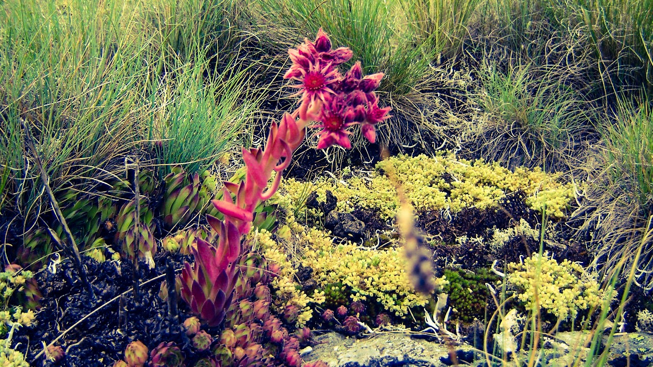 Sony DSC-P73 sample photo. Sempervivum tectorum photography