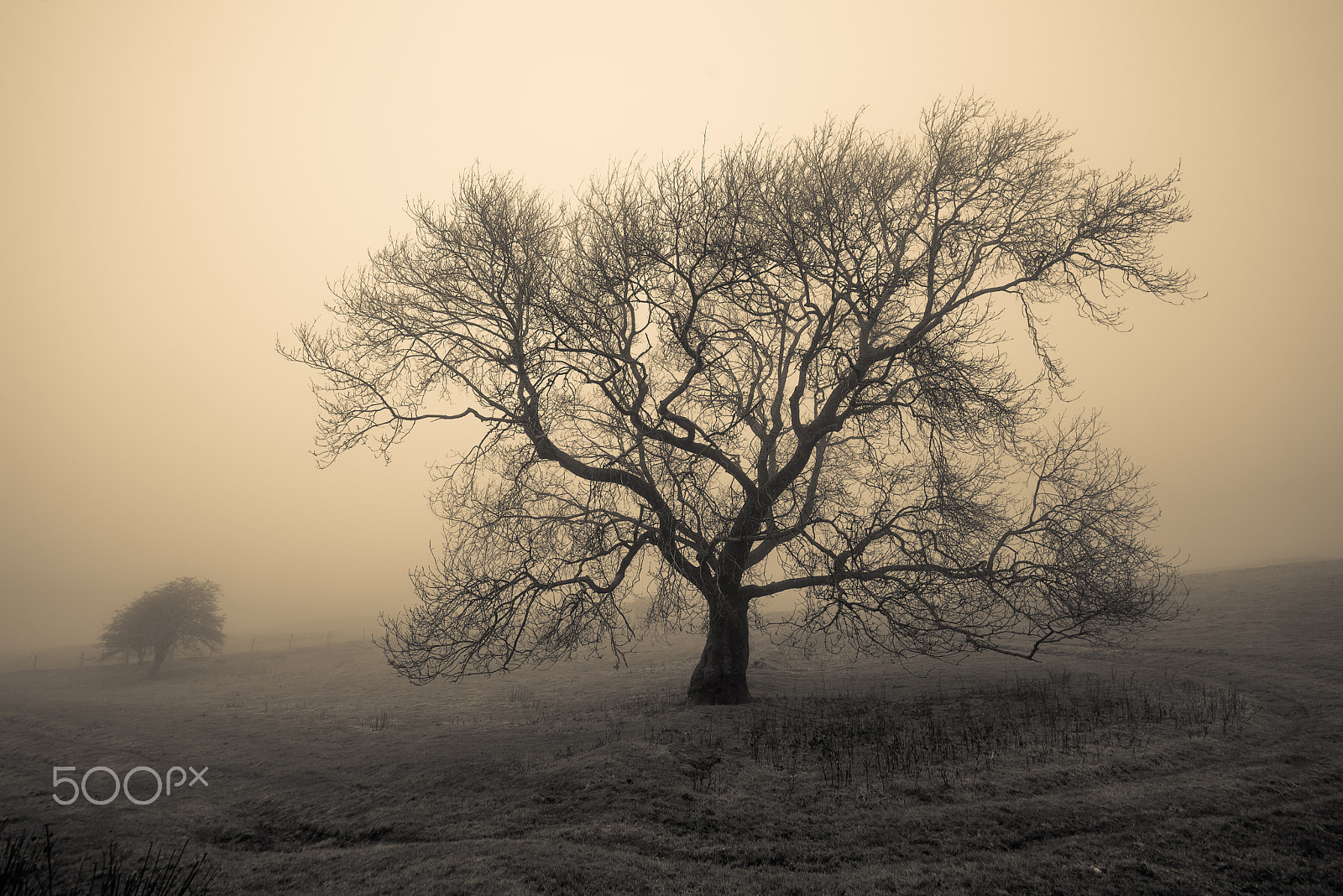 Nikon D610 sample photo. Mist and tree photography