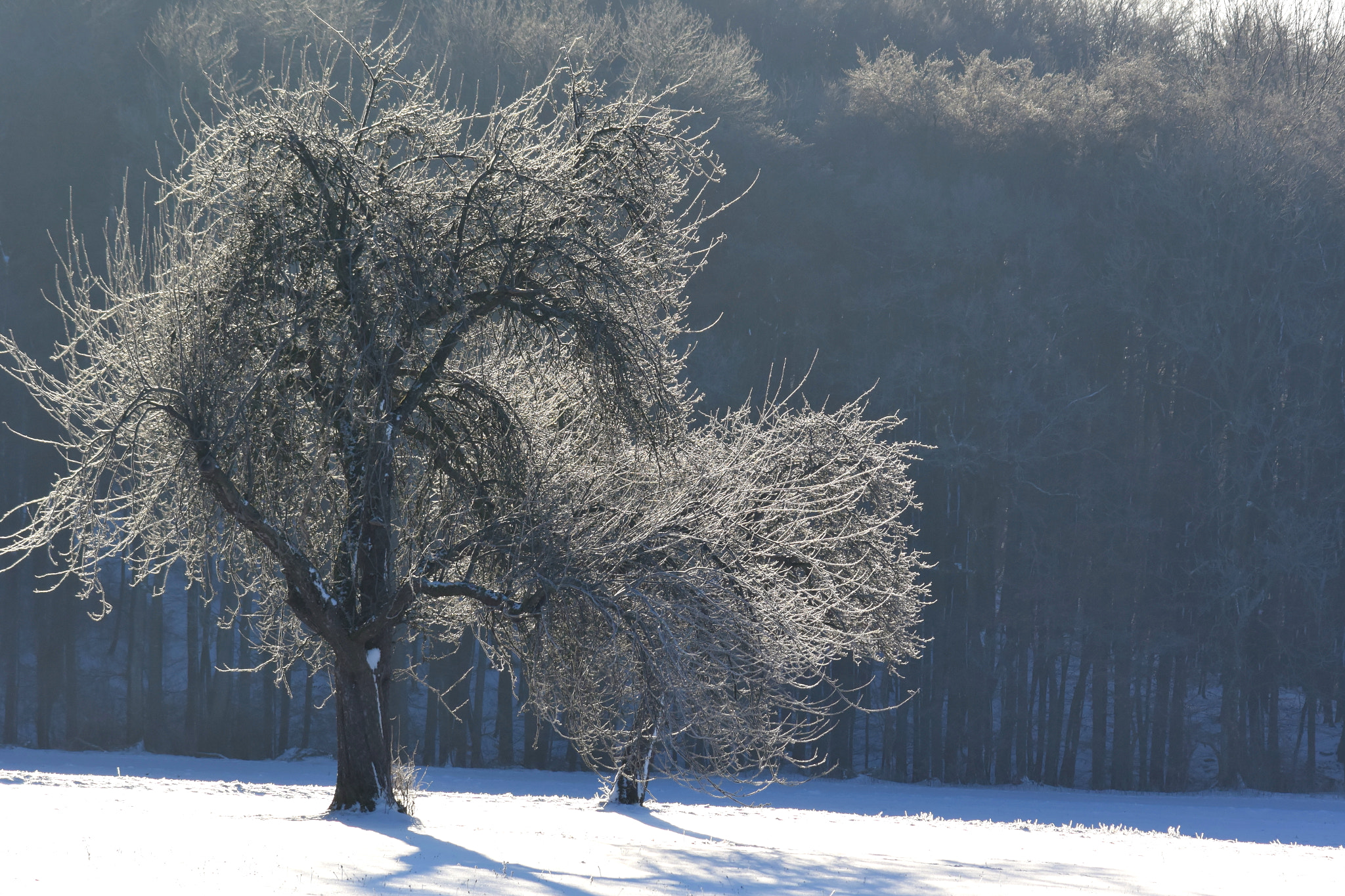 Nikon 1 V3 sample photo. Two old trees photography