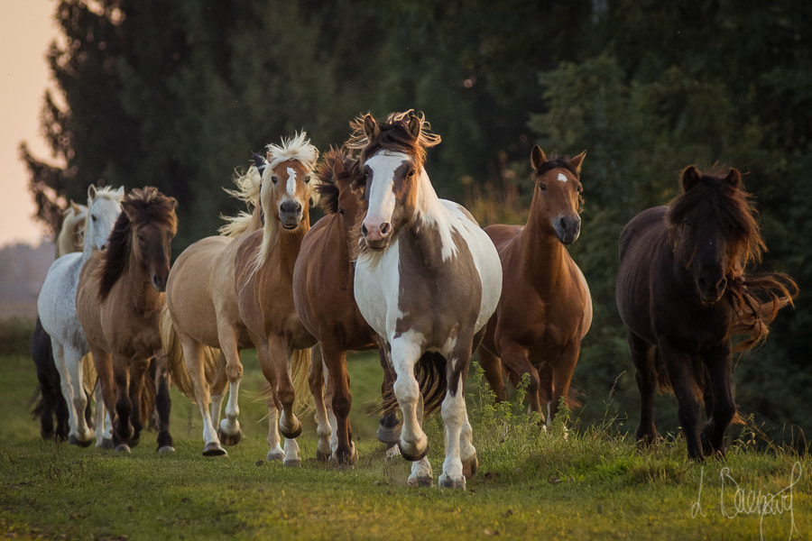 Pentax K-5 + Tamron SP AF 70-200mm F2.8 Di LD (IF) MACRO sample photo. The herd photography