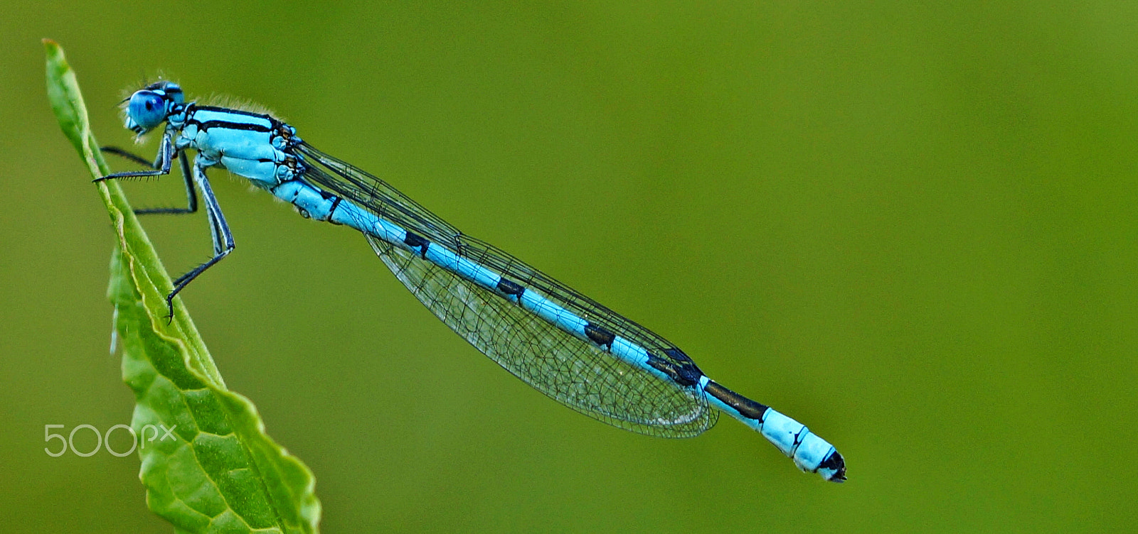 Sony SLT-A57 + 90mm F2.8 Macro SSM sample photo. Blue dragonfly photography