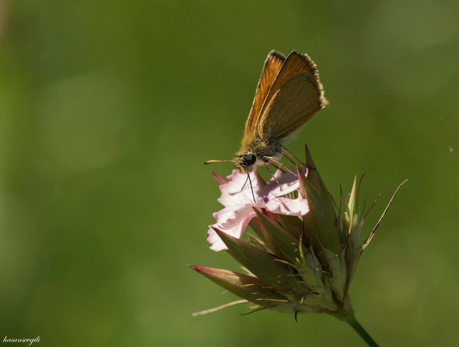 Sigma APO Macro 150mm f/2.8 EX DG HSM sample photo. Zıpzıp photography