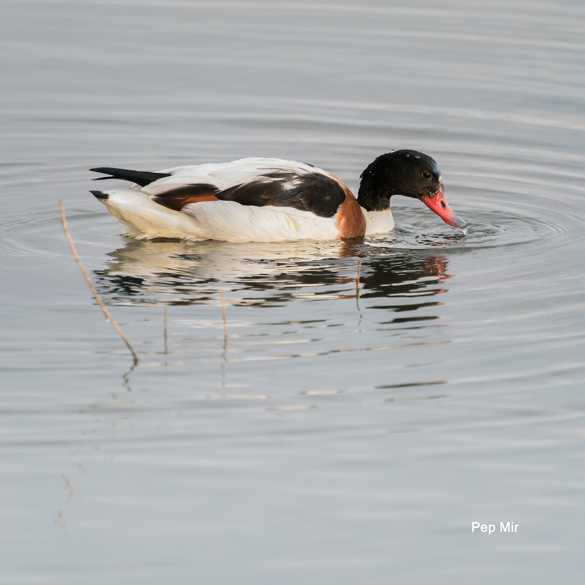 Sony a99 II + Minolta AF 300mm F2.8 HS-APO G sample photo. Tarro blanco photography