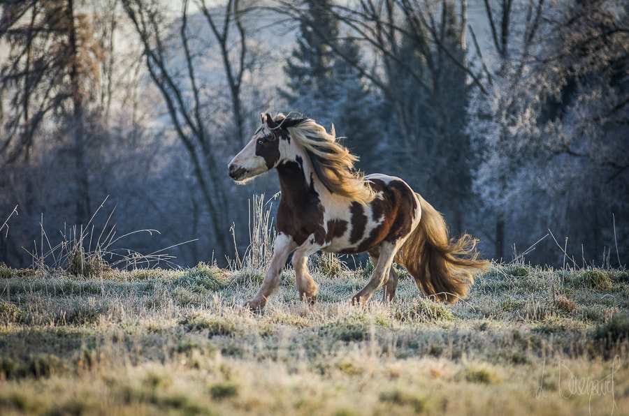 Pentax K-5 sample photo. Gaston photography