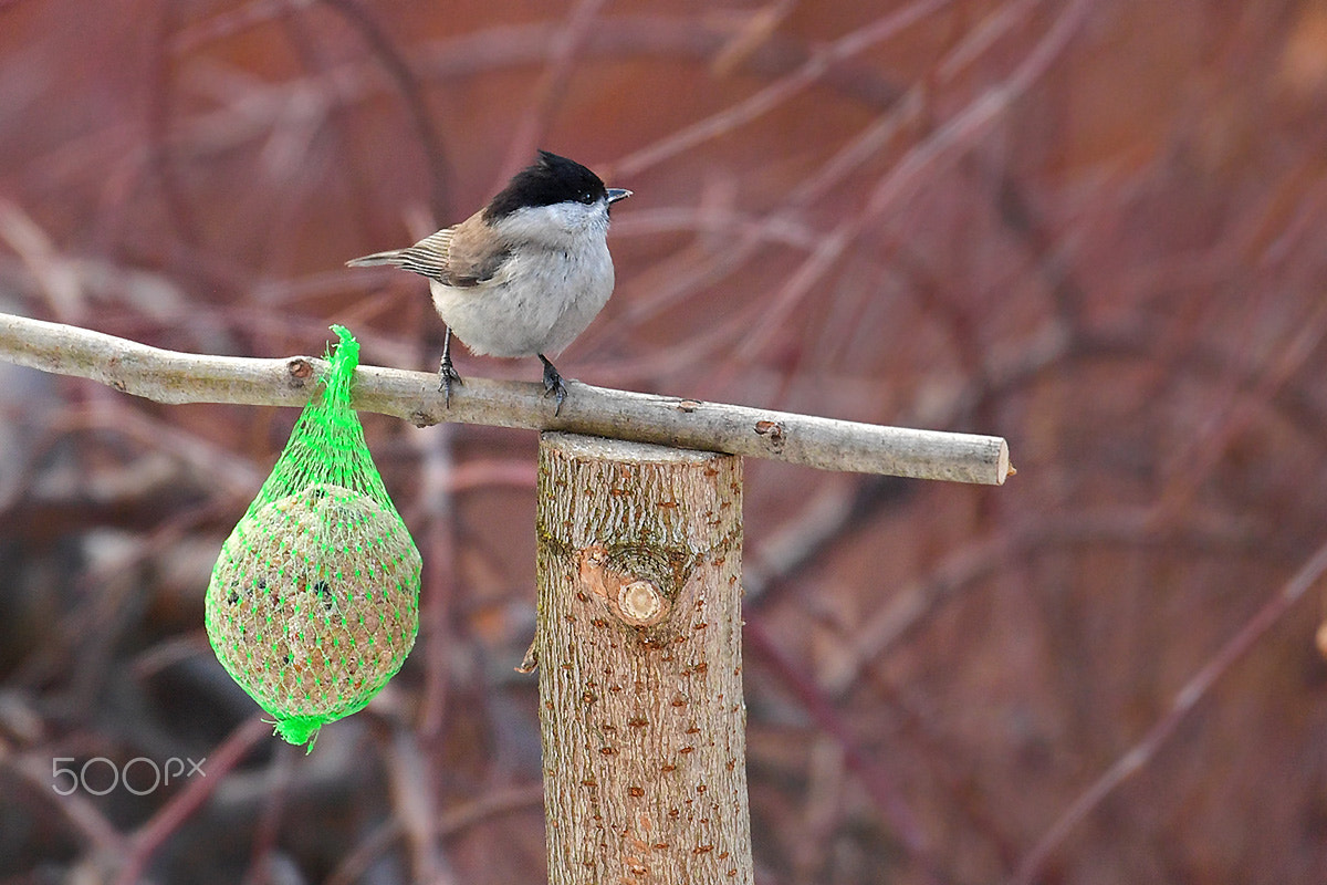 Nikon D5 sample photo. Marsh tit photography