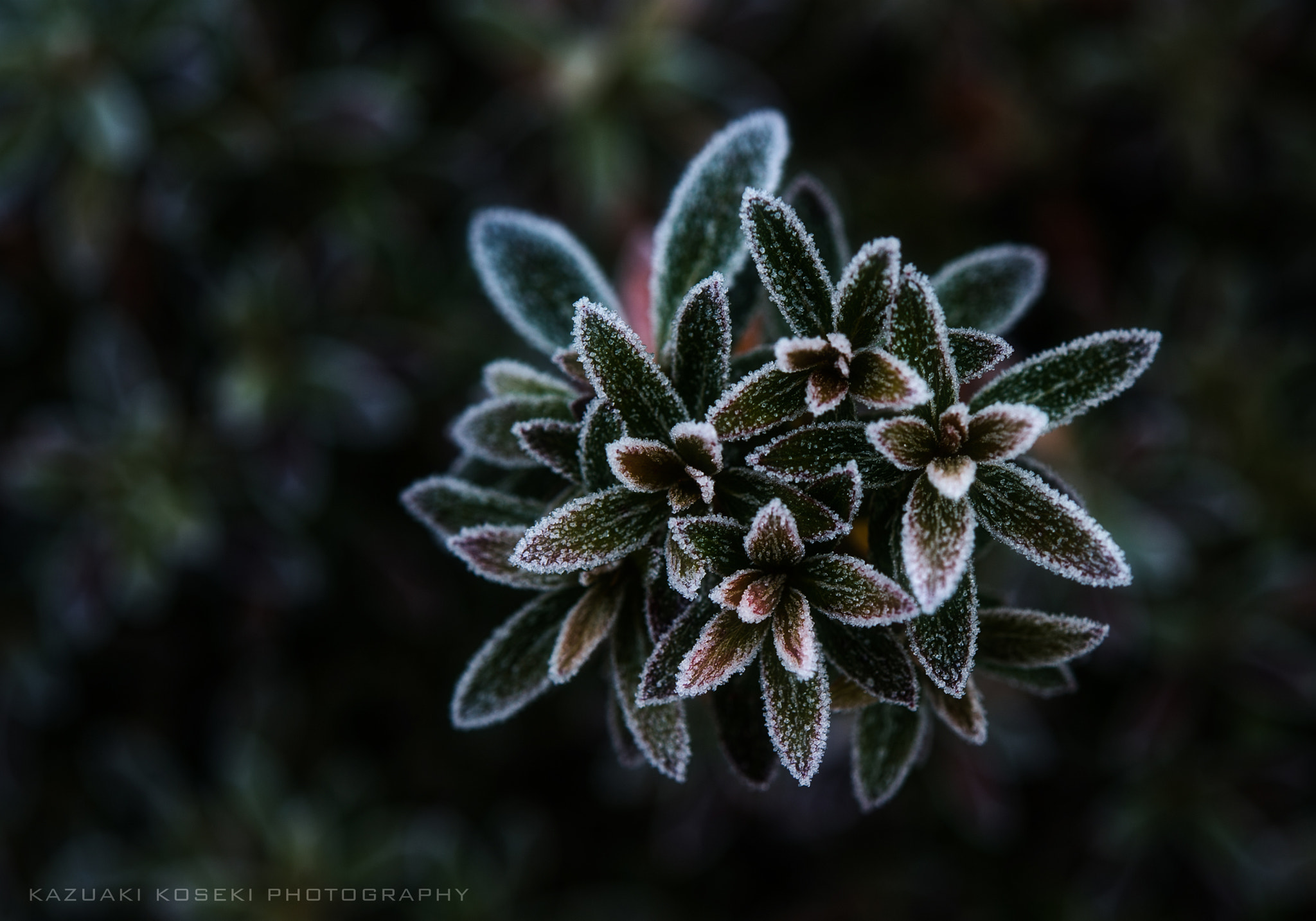 Nikon D3S + Nikon AF-S Micro-Nikkor 60mm F2.8G ED sample photo. Shine with frost photography