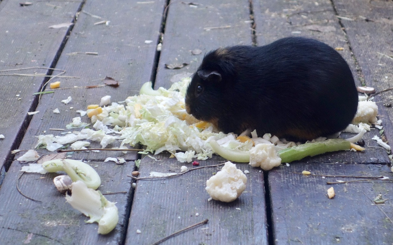 Sony Cyber-shot DSC-RX100 + Sony 28-100mm F1.8-4.9 sample photo. Sombra having breakfast! greed! photography