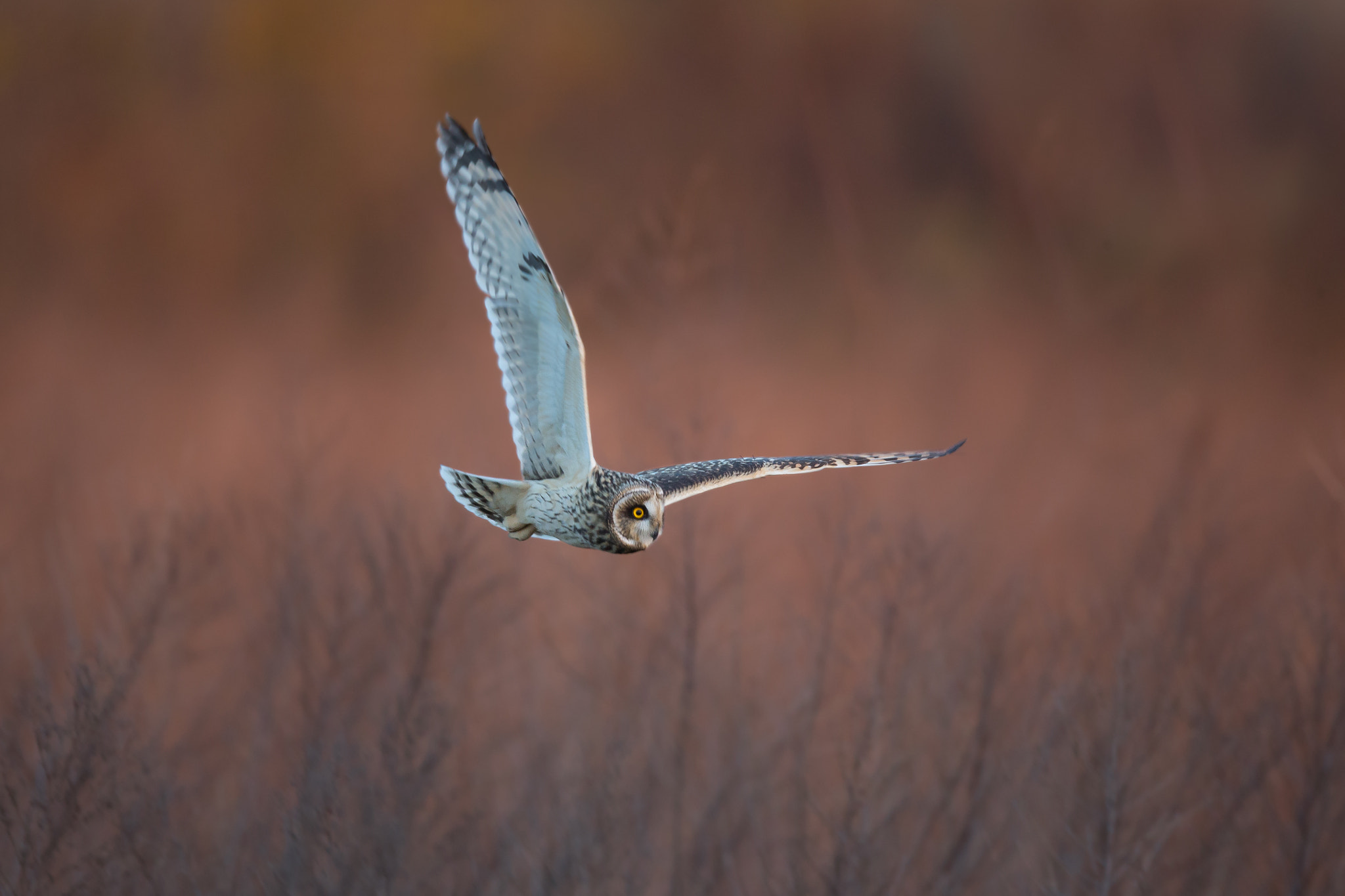 Canon EF 800mm F5.6L IS USM sample photo. 荒野を血に染めて photography