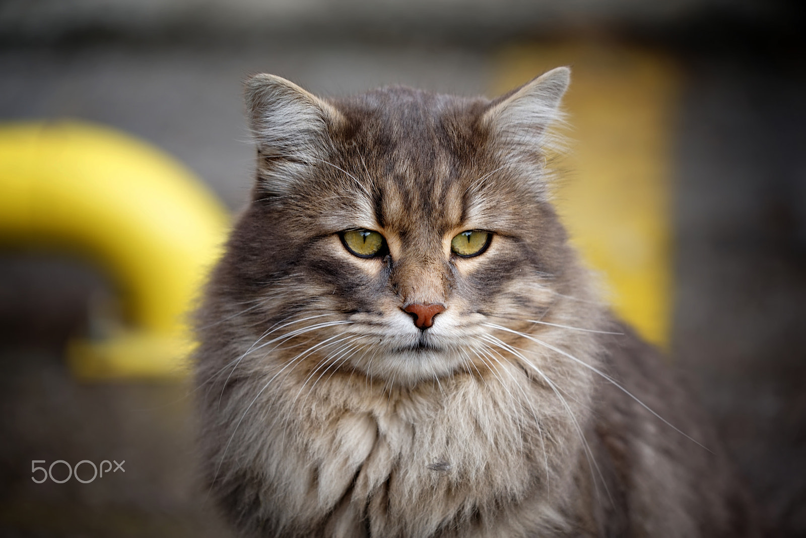 Sony a7R sample photo. Cat photography
