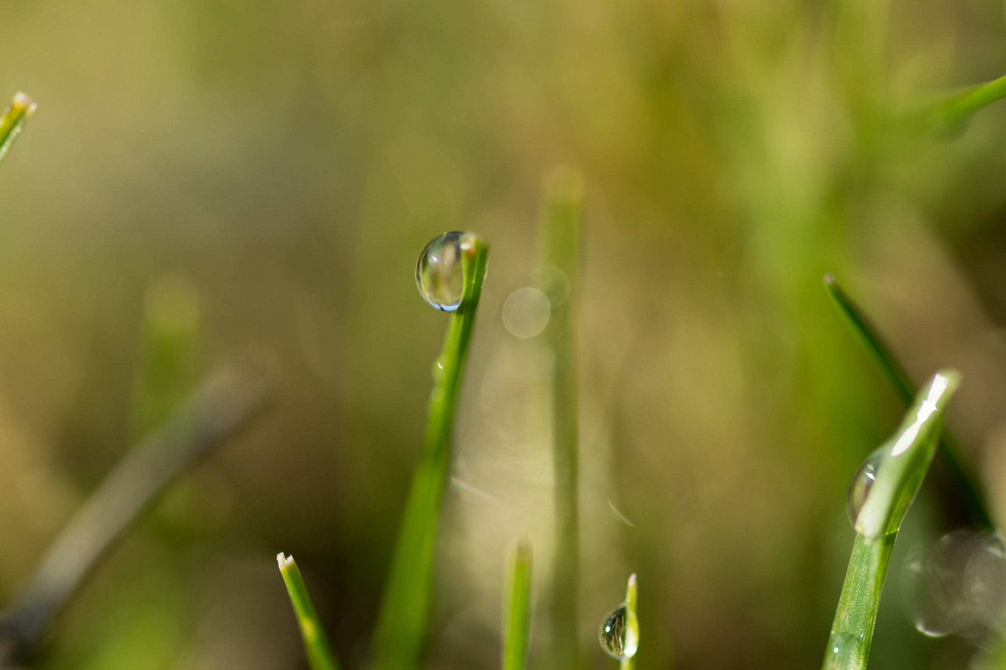 Sigma 105mm F2.8 EX DG OS HSM sample photo. Drops photography