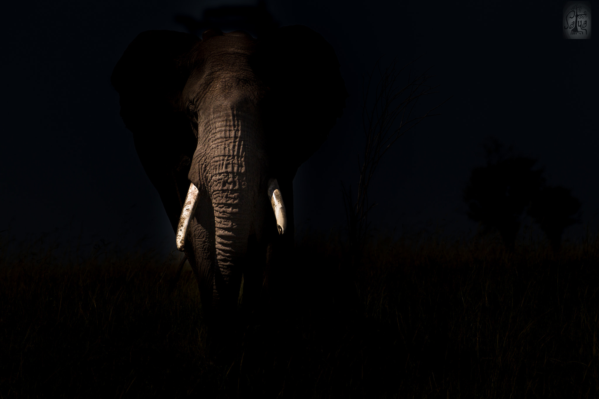 Canon EOS-1D Mark IV sample photo. African elephant photography
