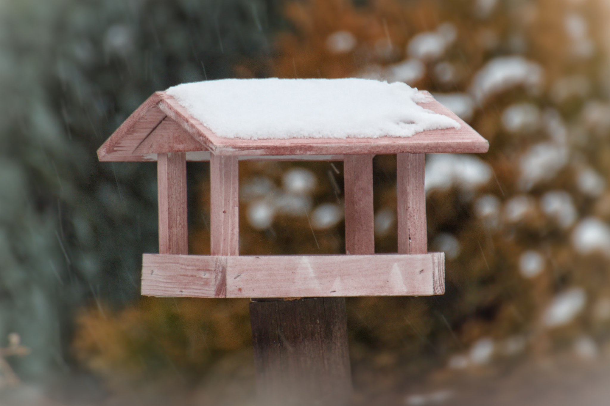 Canon EOS 500D (EOS Rebel T1i / EOS Kiss X3) sample photo. Birdhouse photography