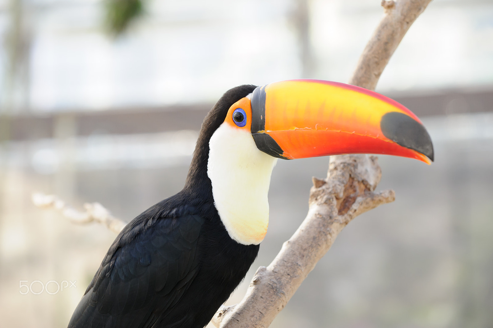 Nikon D3S sample photo. Colored beak photography