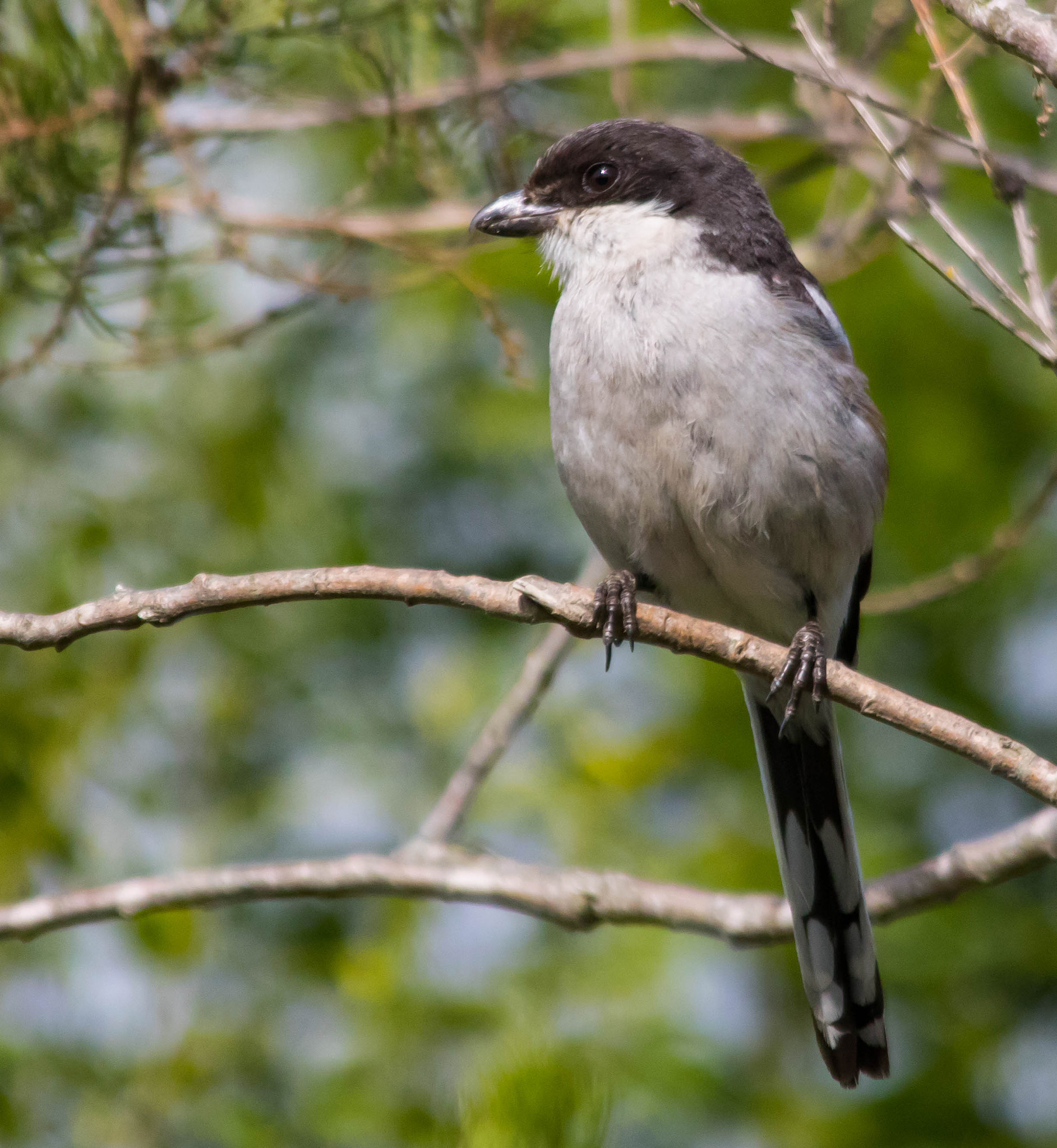 Sigma 150-500mm F5-6.3 DG OS HSM sample photo. Common fiscal photography