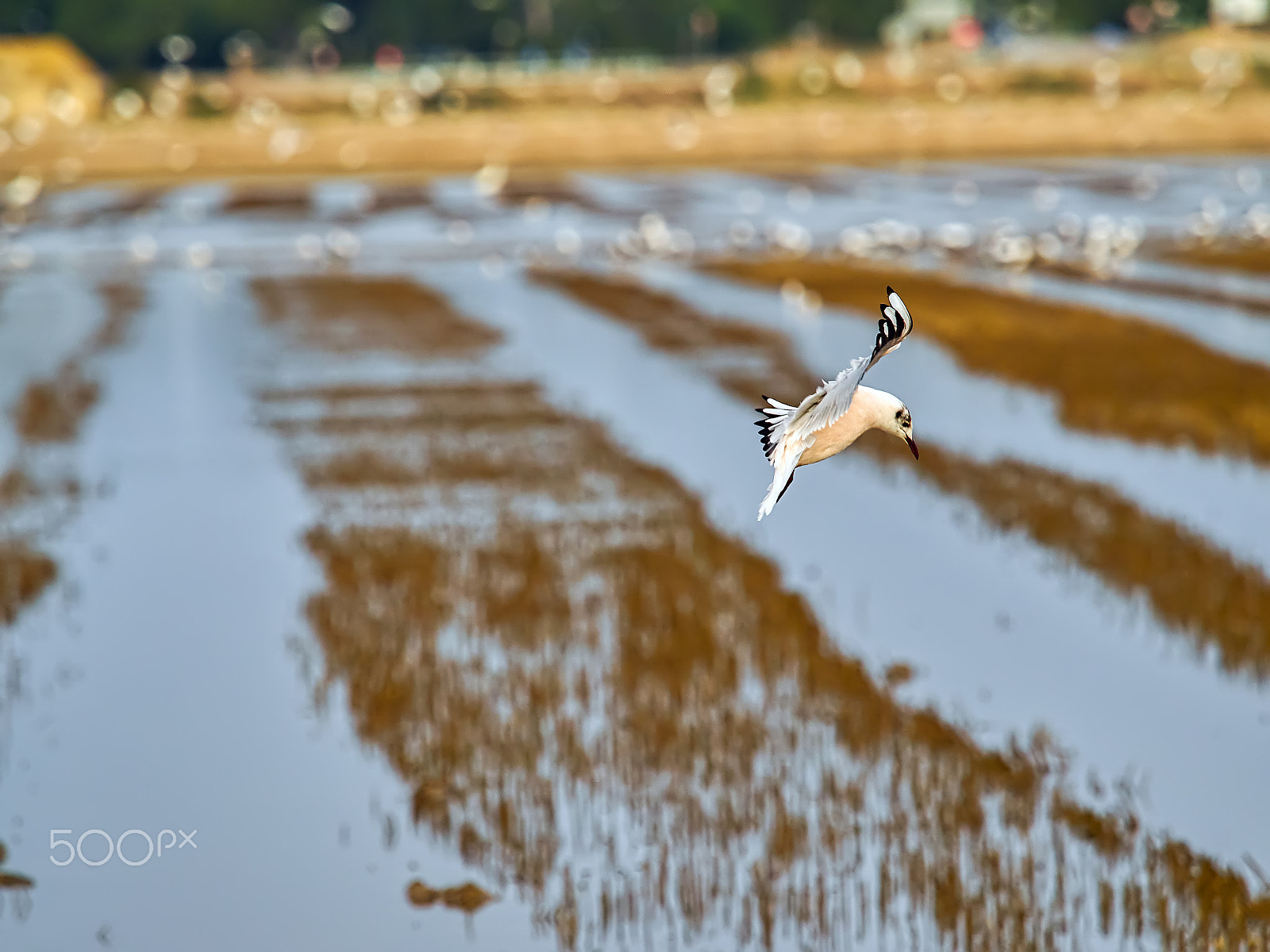 Olympus OM-D E-M1 + Olympus M.Zuiko Digital ED 40-150mm F2.8 Pro sample photo. Larus minutus photography