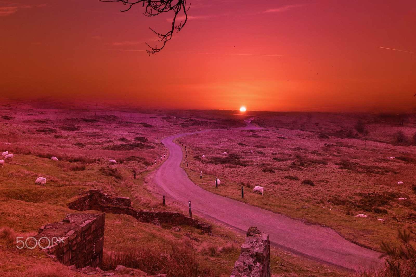 Nikon D500 sample photo. Road to horizon photography