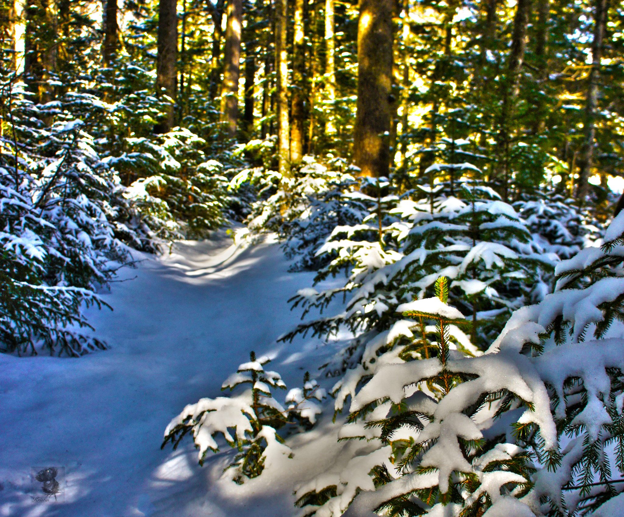 Tamron 18-200mm F3.5-6.3 Di III VC sample photo. Snowshoe photography