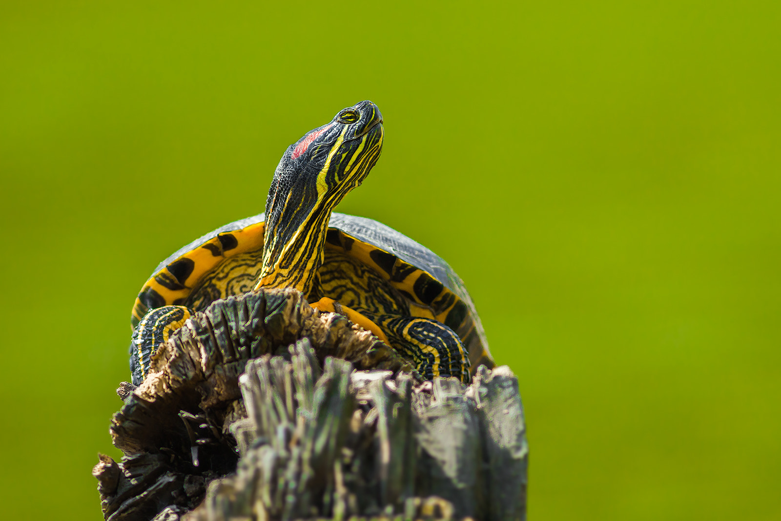 Canon EF 300mm F4L IS USM sample photo. Turtle photography