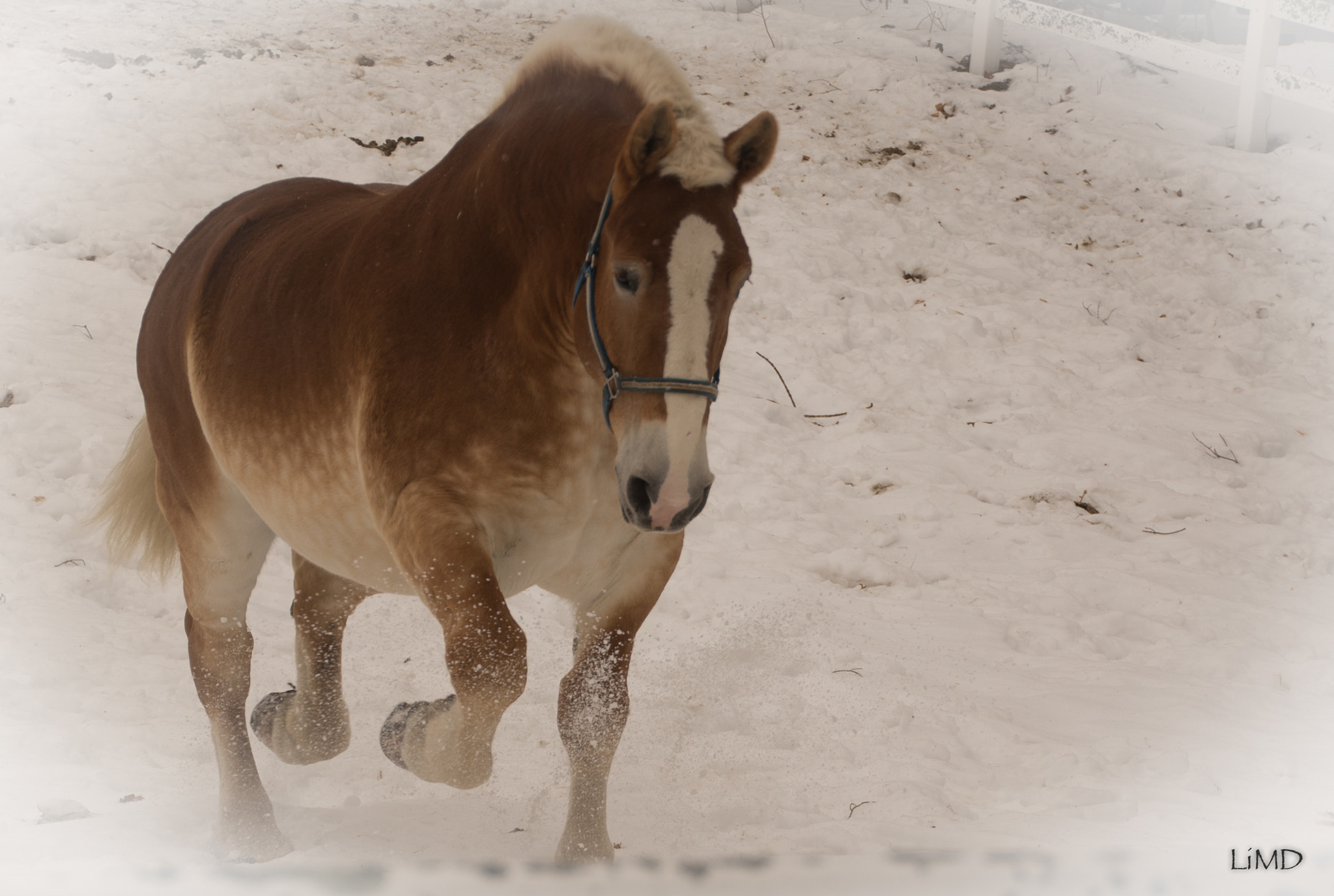 Nikon D600 sample photo. Trotting horse photography