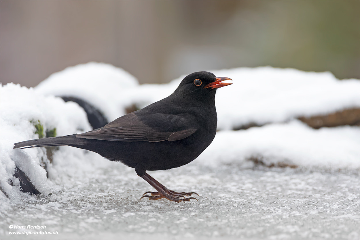 Nikon D5 sample photo. Amsel photography