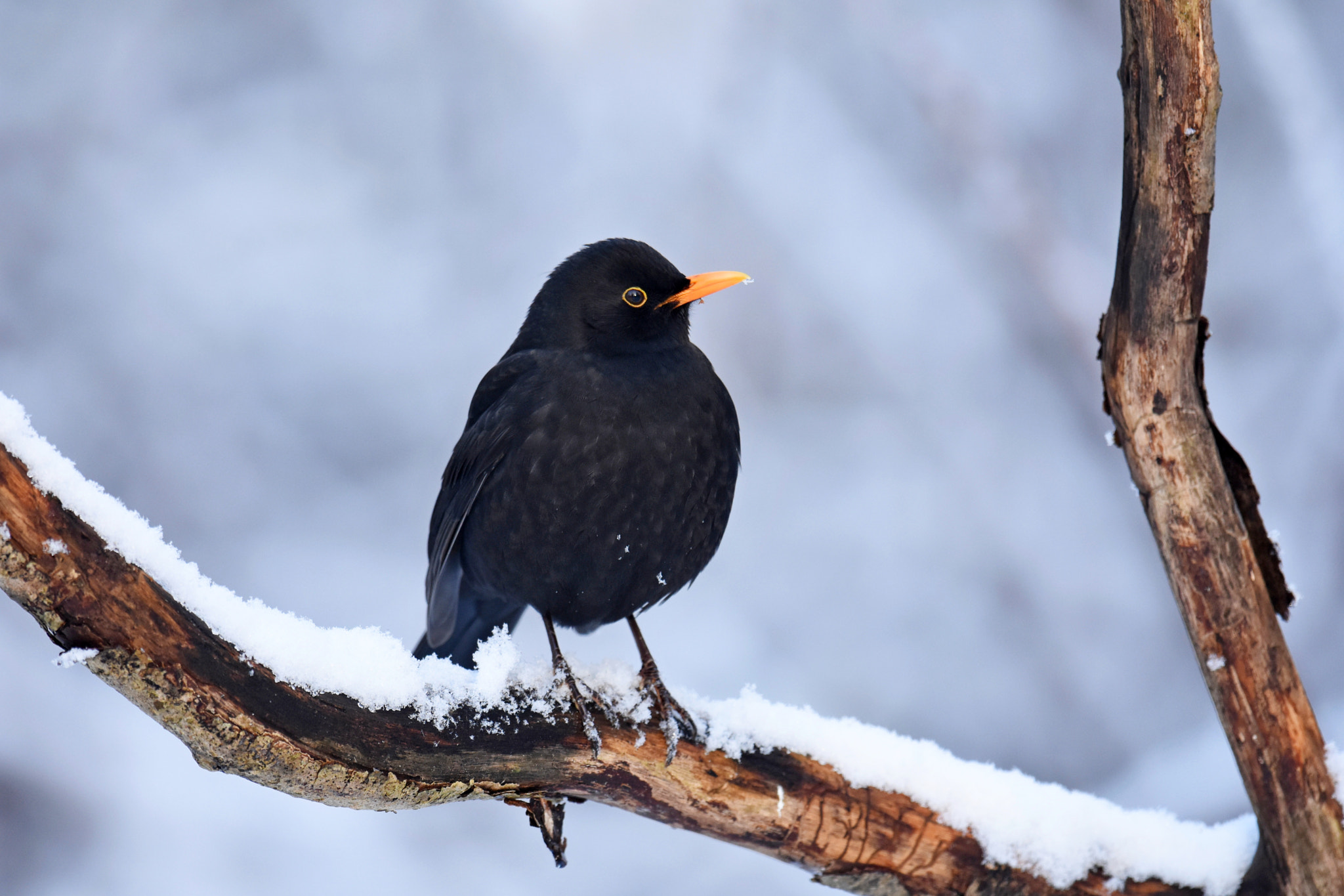 Nikon D7200 + Nikon AF-S Nikkor 600mm F4G ED VR sample photo. Common blackbird photography