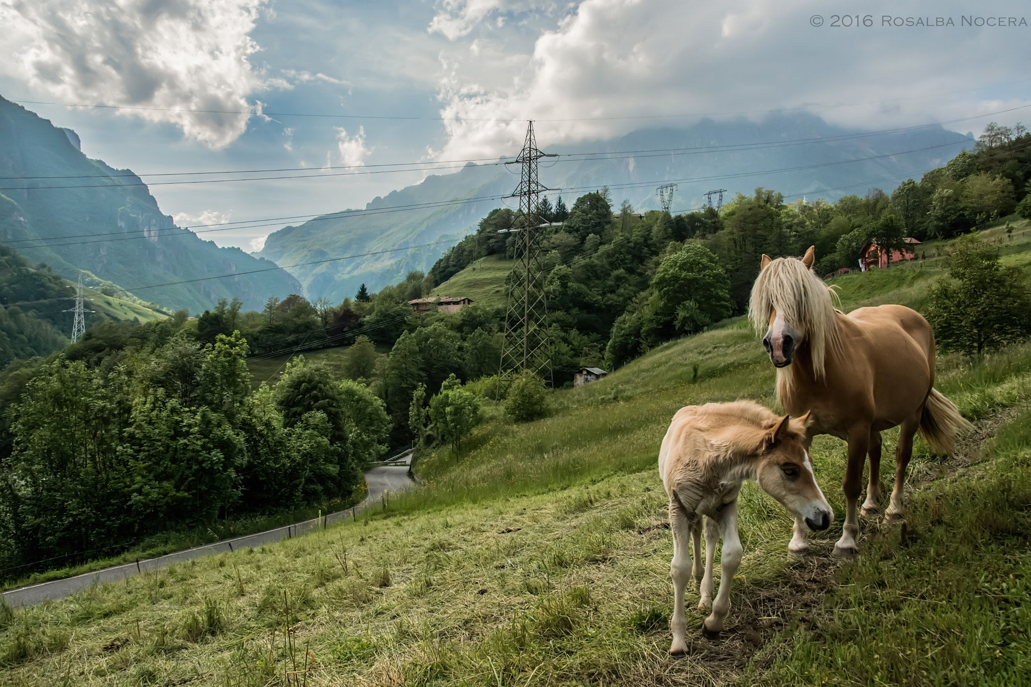 Sony ILCA-77M2 sample photo. Horses photography