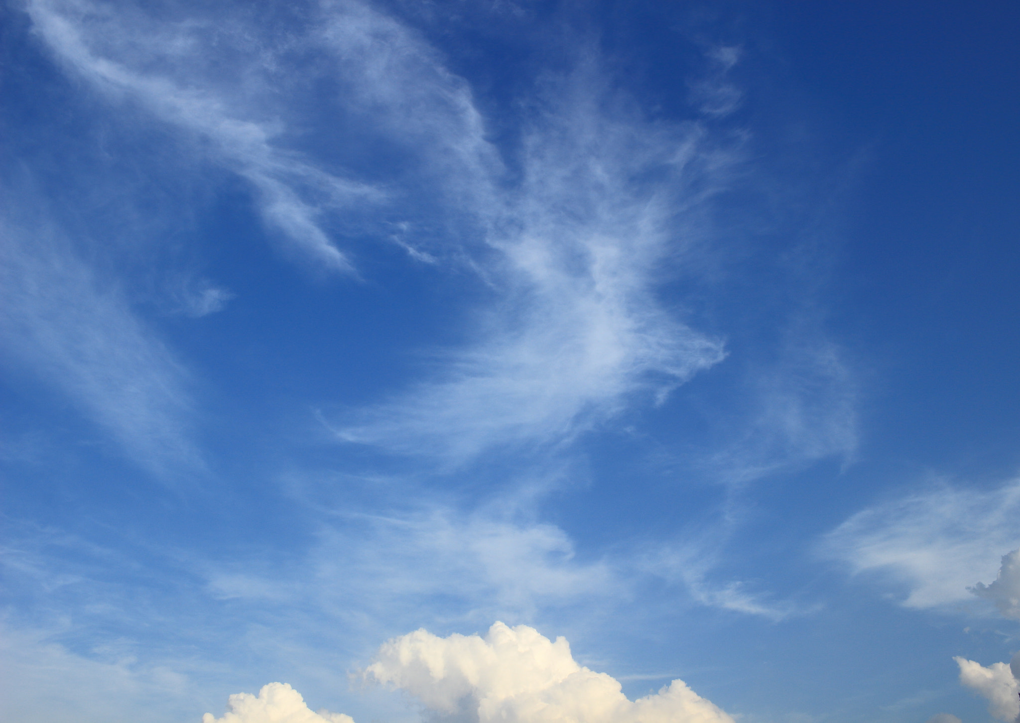 Canon EOS 100D (EOS Rebel SL1 / EOS Kiss X7) sample photo. Bird of cloud photography