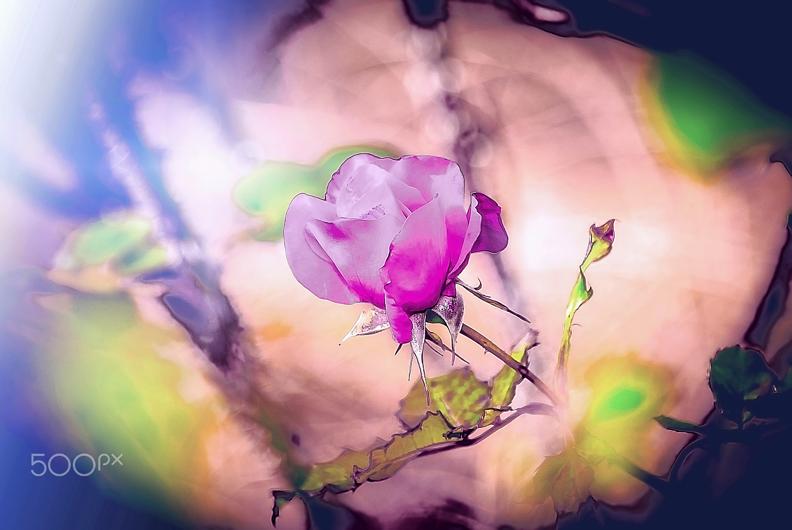 Nikon D200 sample photo. Dry cold sun and rose photography