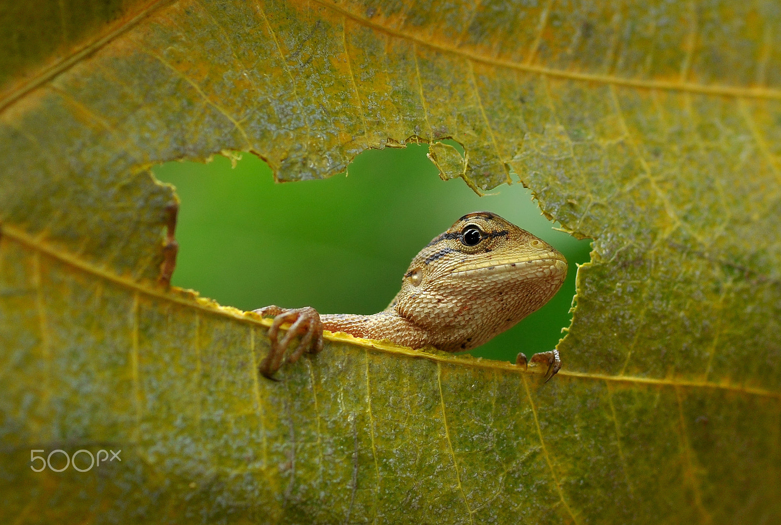 Nikon D5000 sample photo. Lizard photography