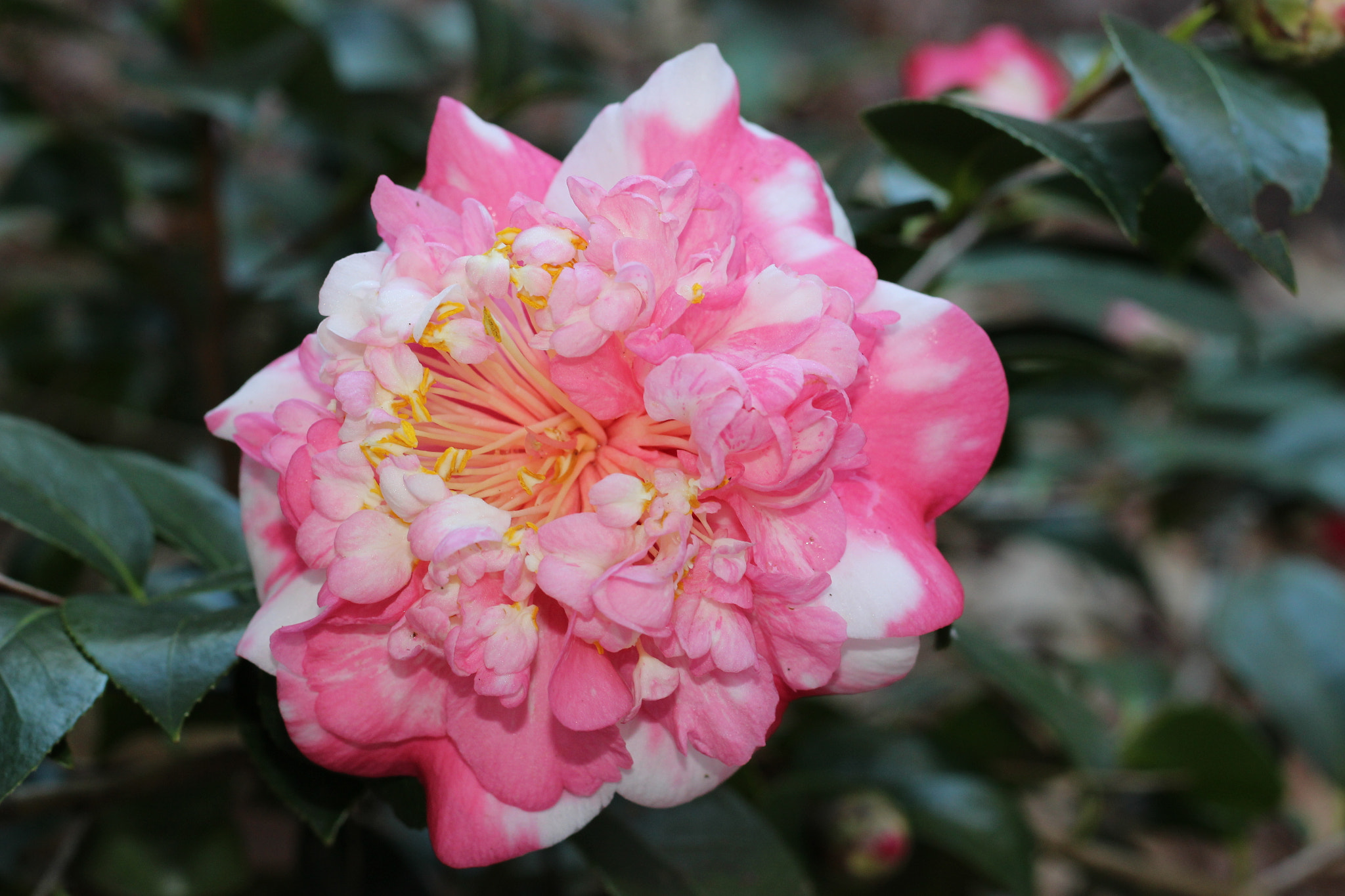 Canon EOS 100D (EOS Rebel SL1 / EOS Kiss X7) sample photo. Elegans variegated photography