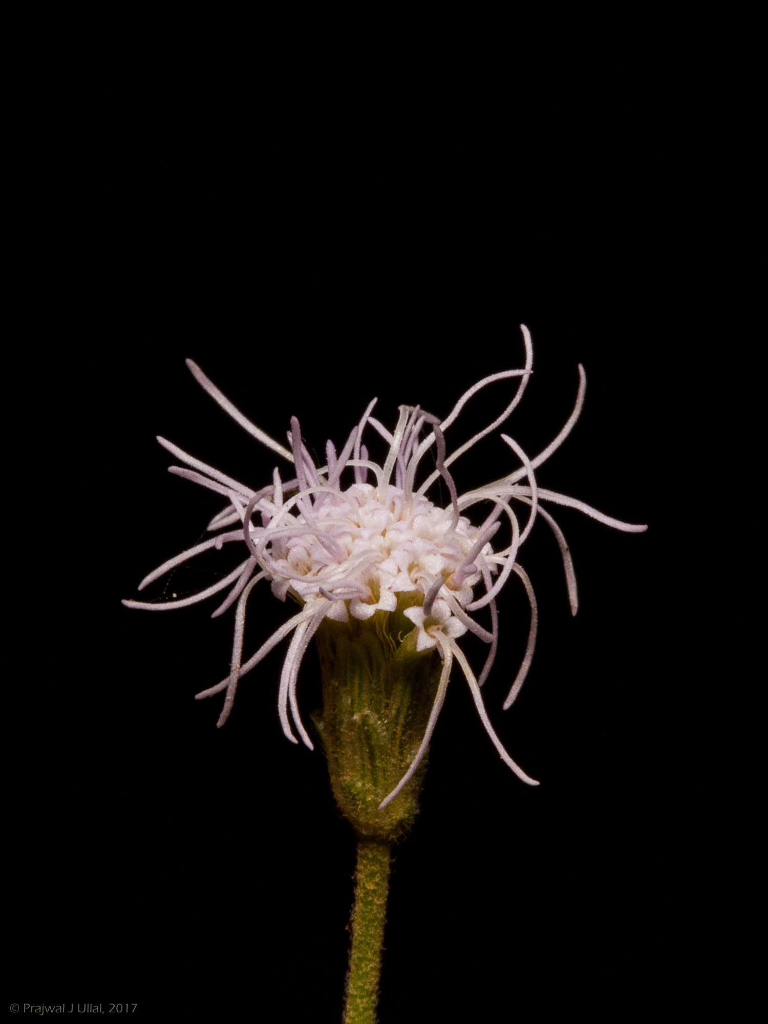 Canon EF 100mm F2.8 Macro USM sample photo. The white clusters photography