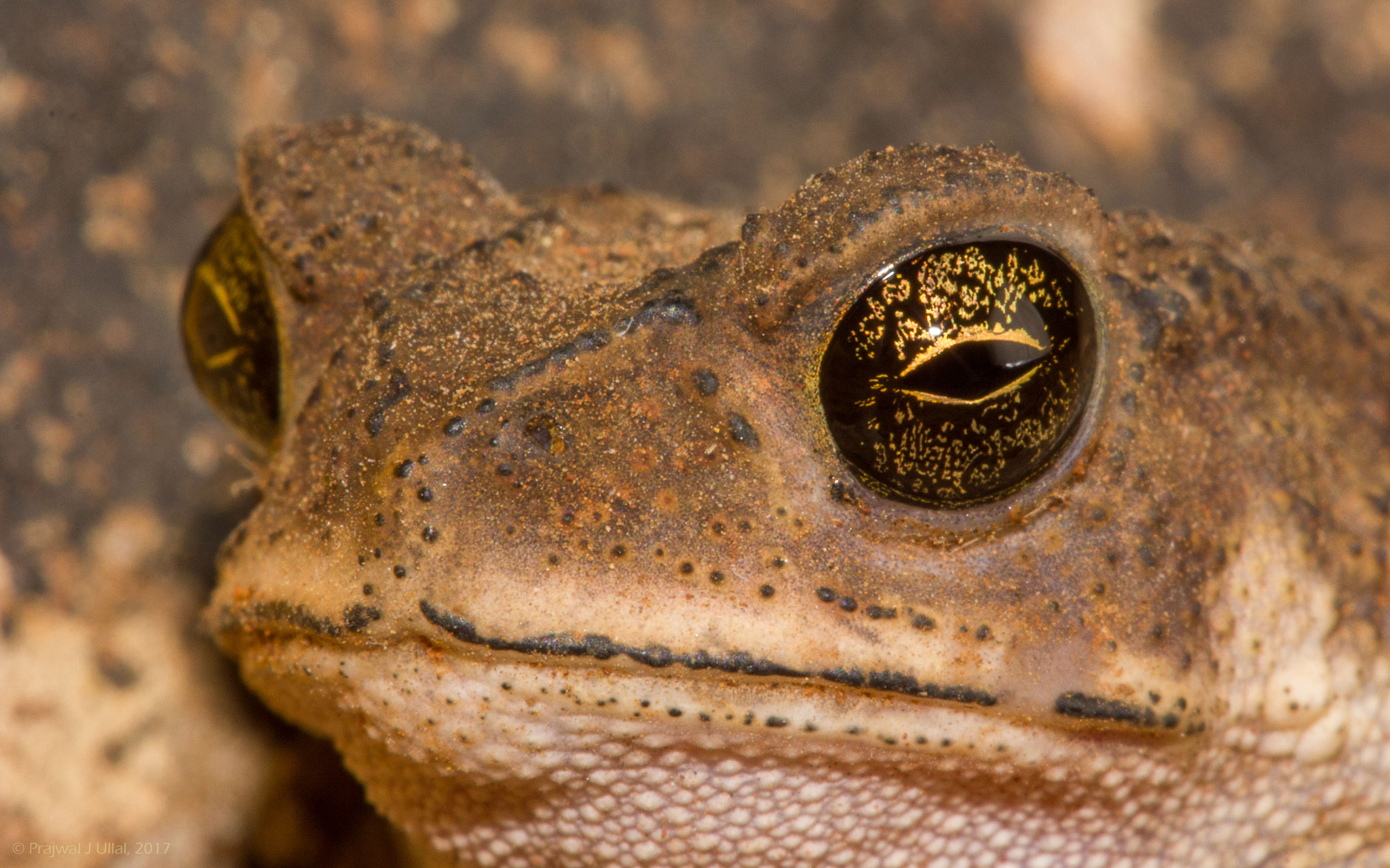 Canon EF 100mm F2.8 Macro USM sample photo. A curious look... photography