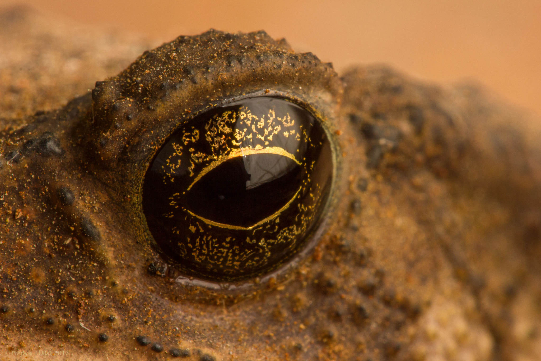 Canon EF 100mm F2.8 Macro USM sample photo. The eye photography