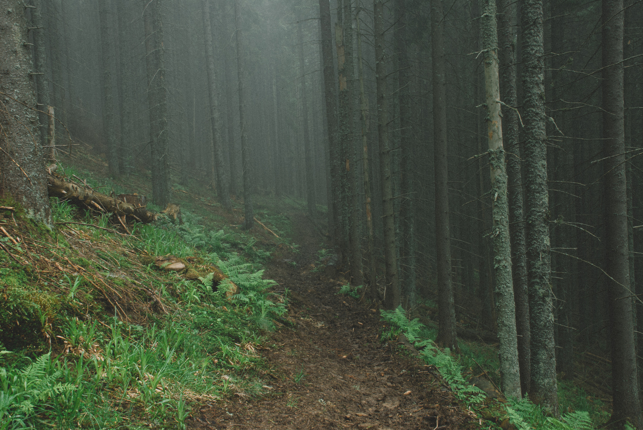 Nikon D200 sample photo. Moody way across the forrest after rain photography