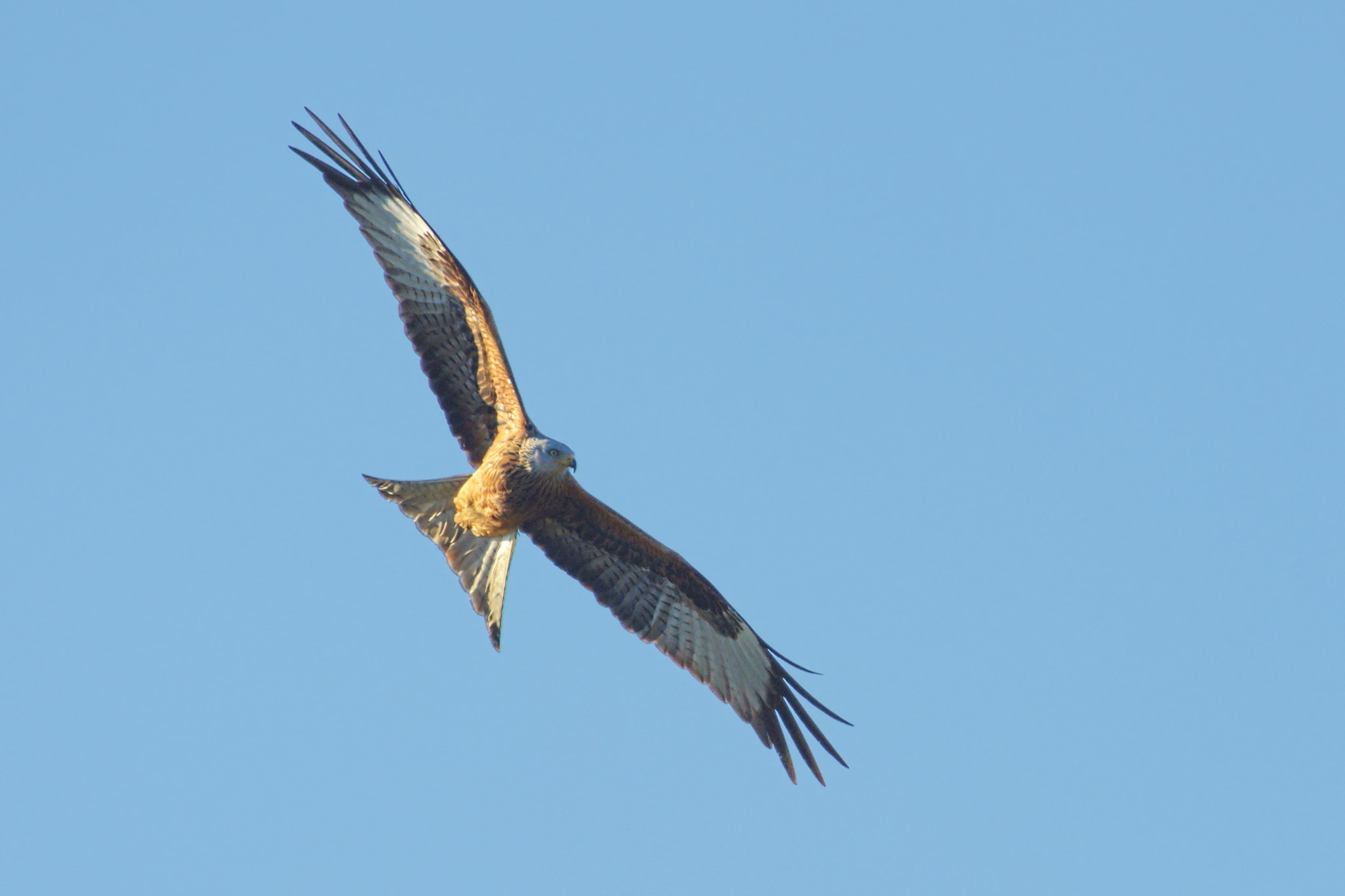 Nikon D7200 + Nikon AF-S Nikkor 300mm F4D ED-IF sample photo. Nibbio reale in virata photography
