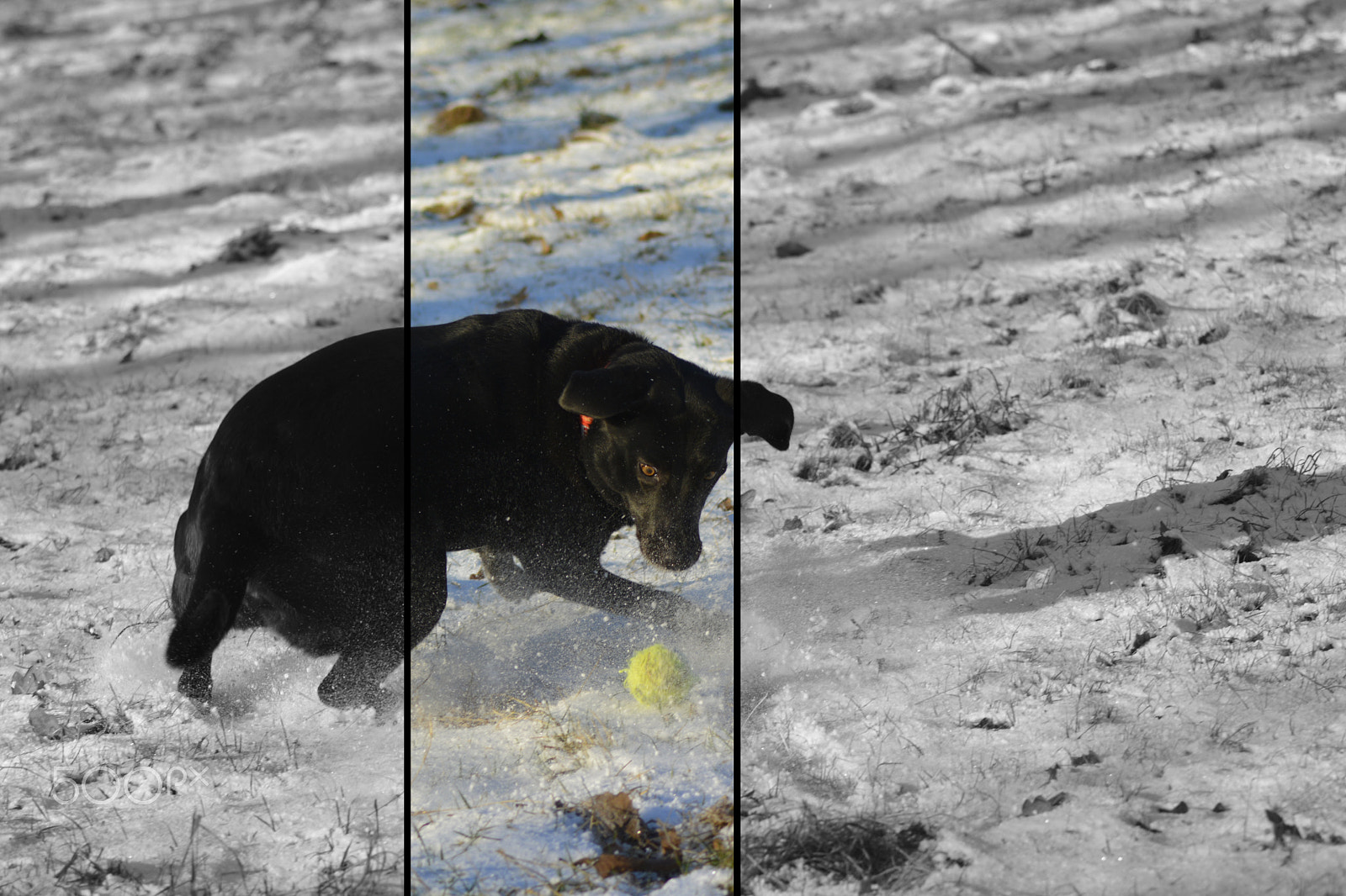 Nikon AF Nikkor 70-300mm F4-5.6G sample photo. I am the ball photography