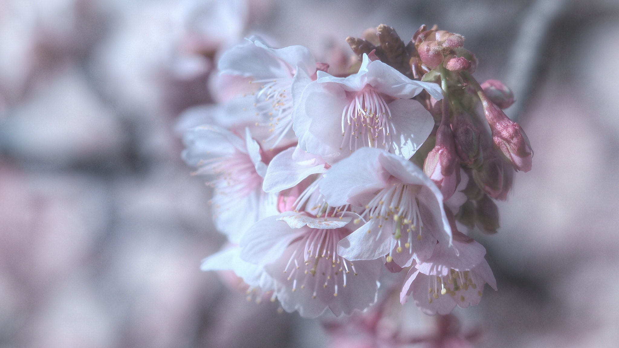 Olympus PEN E-PL7 sample photo. Winter blooming cherry photography
