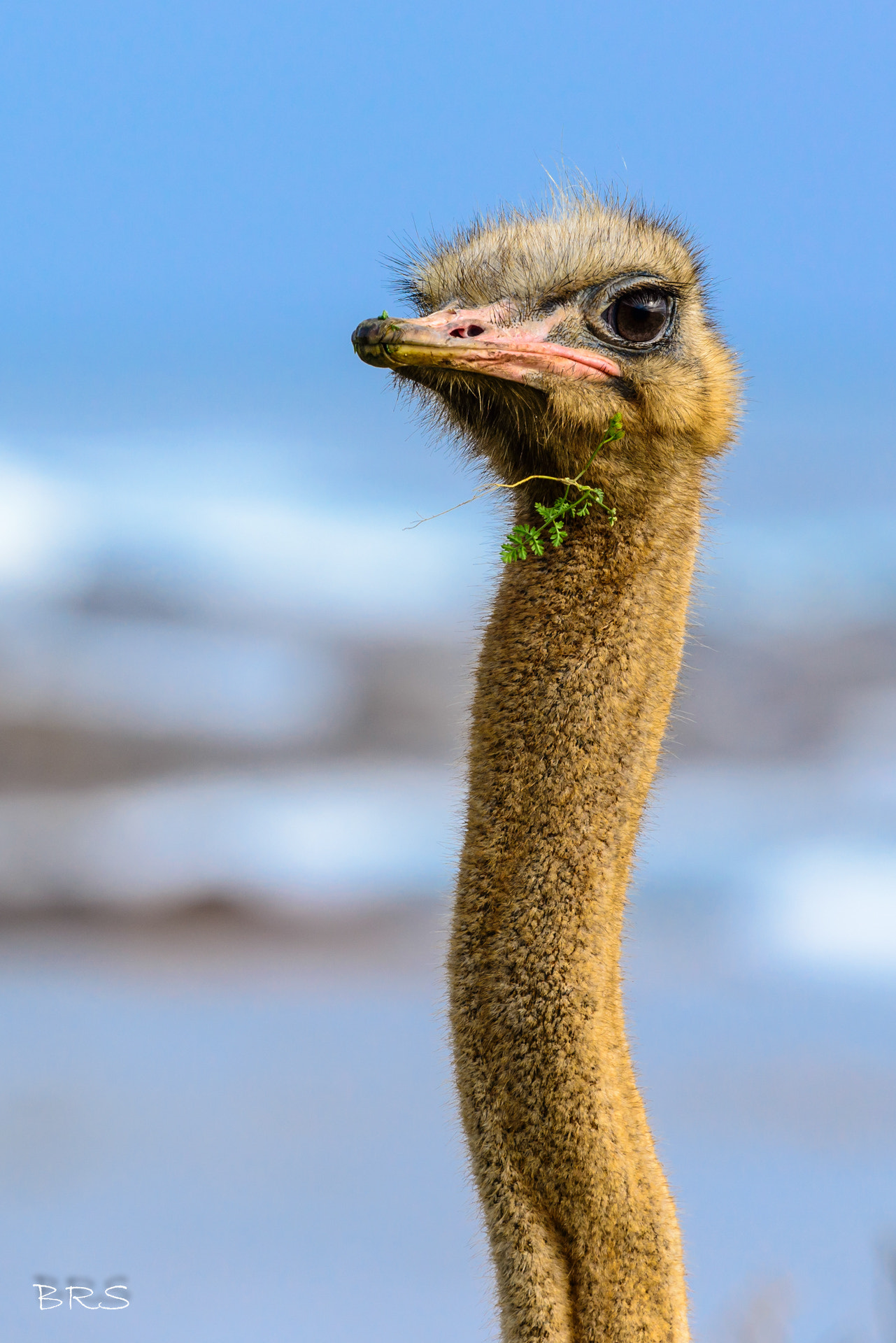 Nikon Nikkor AF-S 300mm F4E PF ED VR sample photo. Ostrich by the sea photography