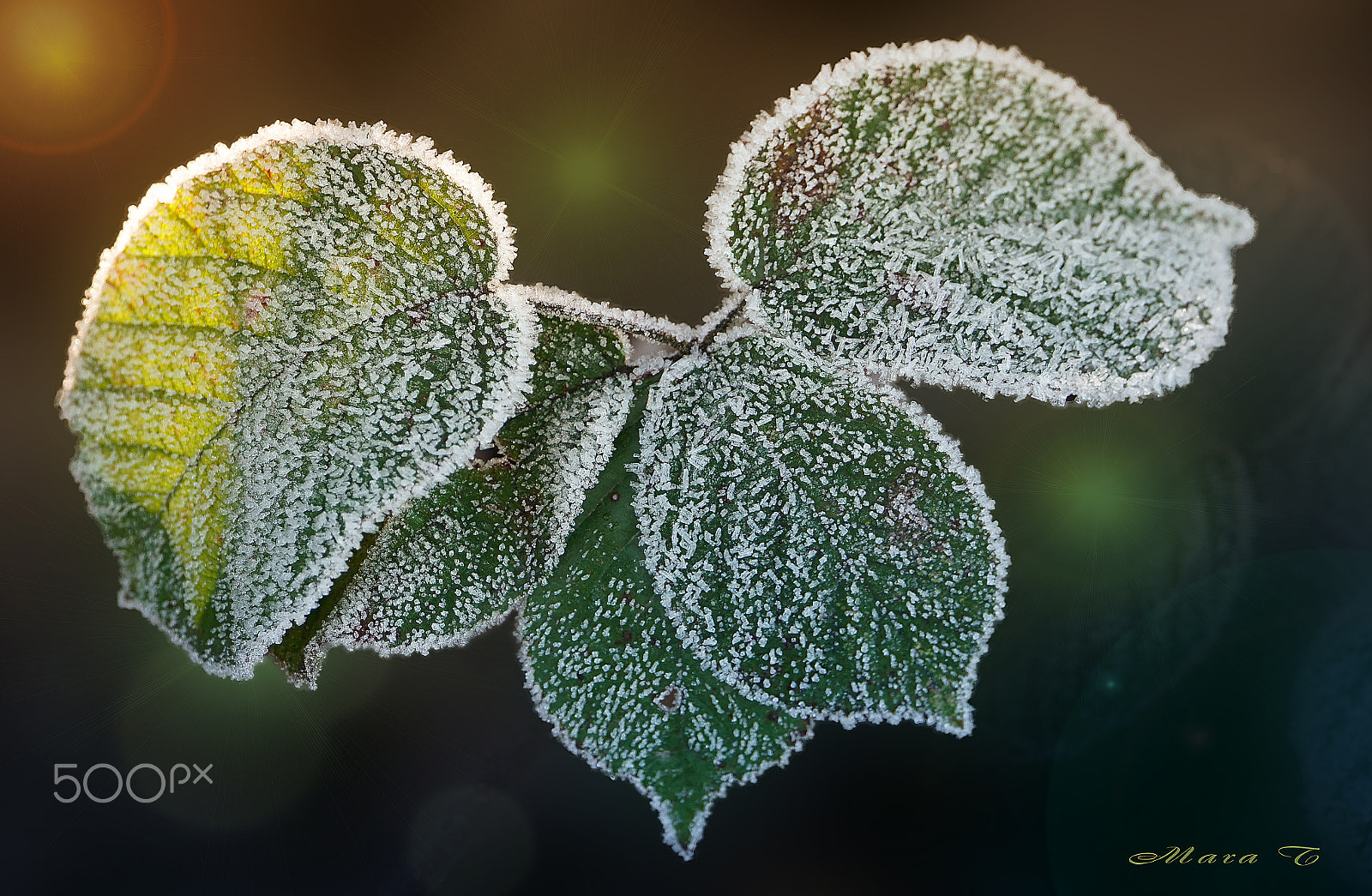 Sony a7R II sample photo. Hoarfrost on green  blackberry leaves photography